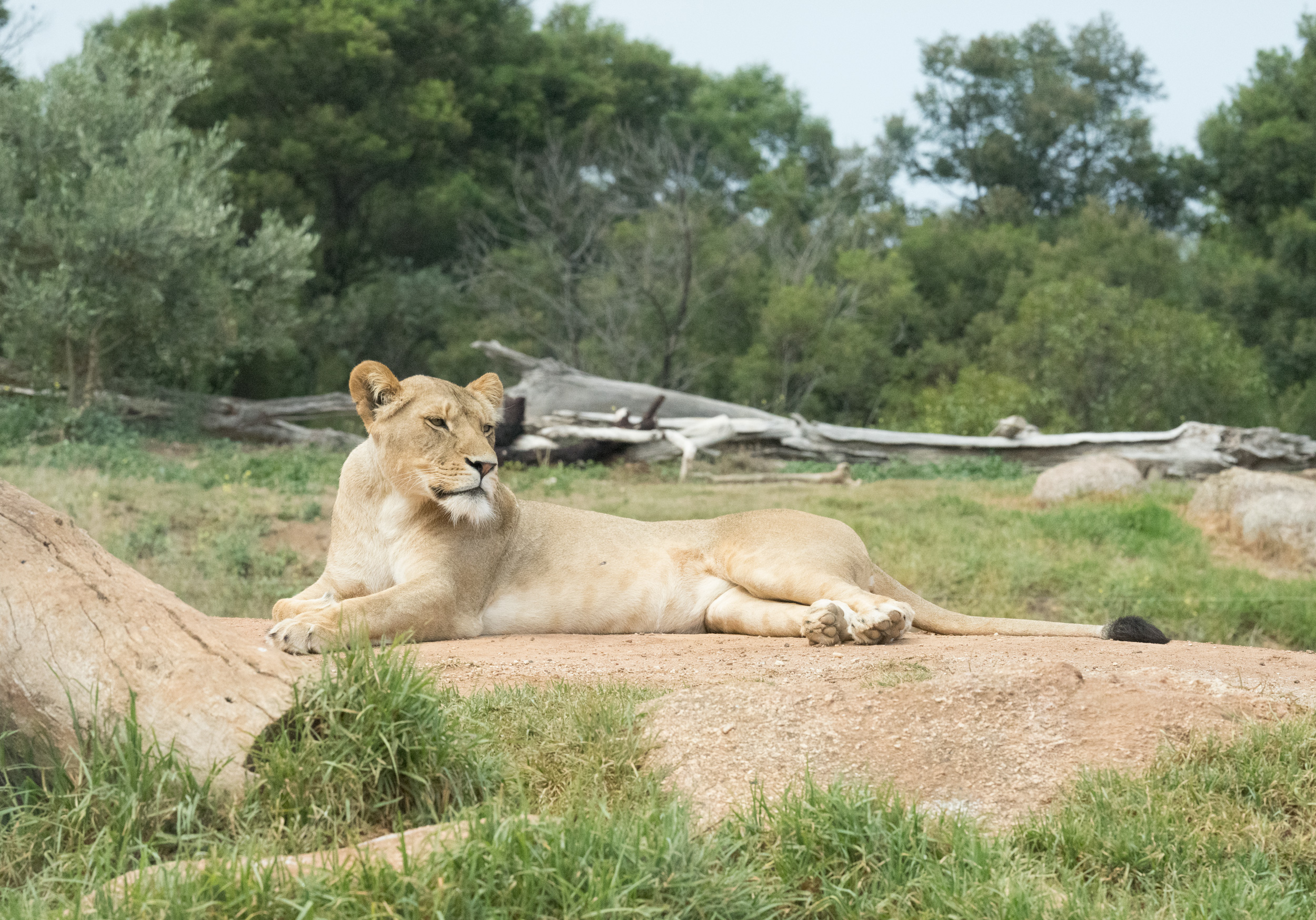 Laid-back Lion Lounging at Leisure