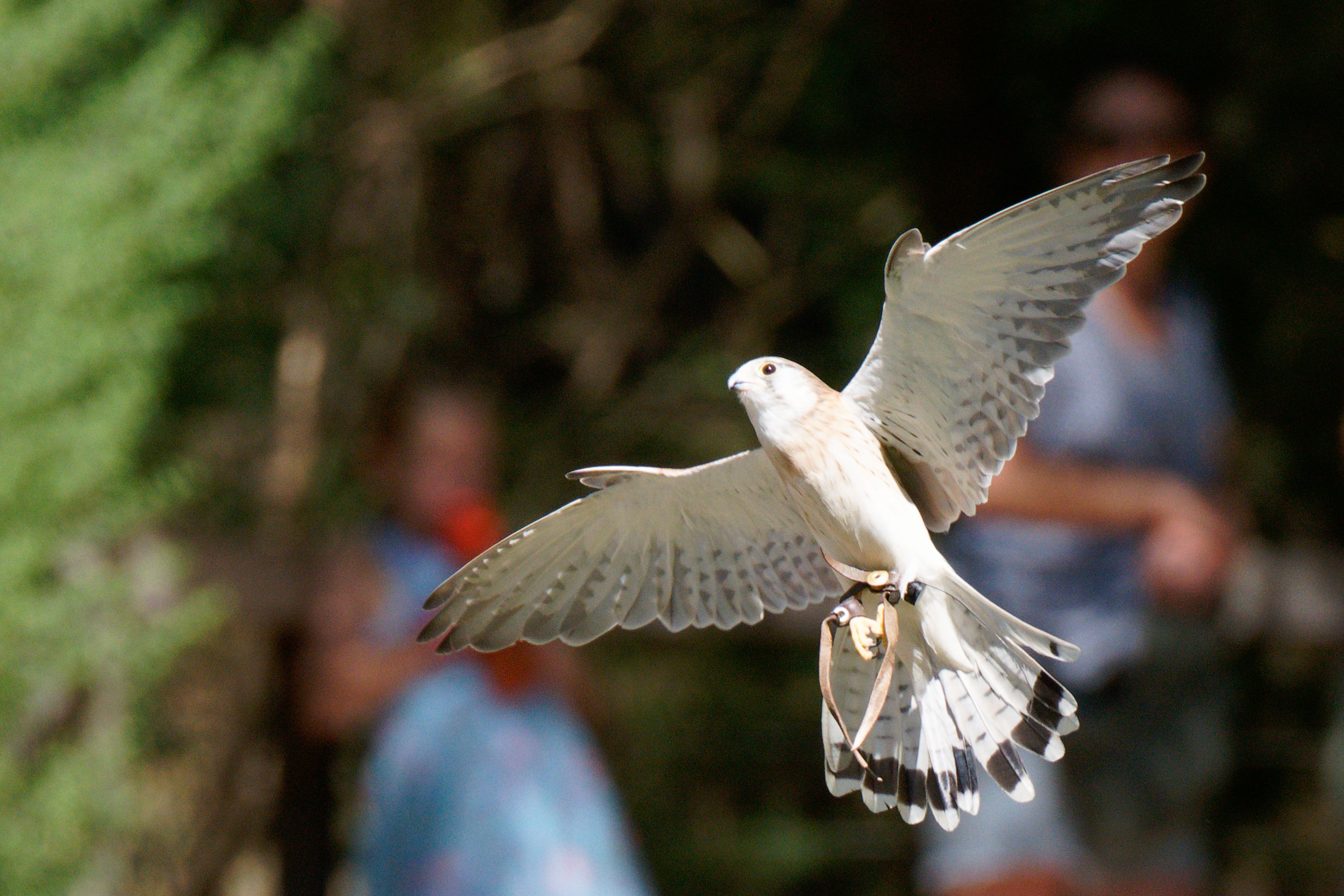 Nankeen kestrel in flight