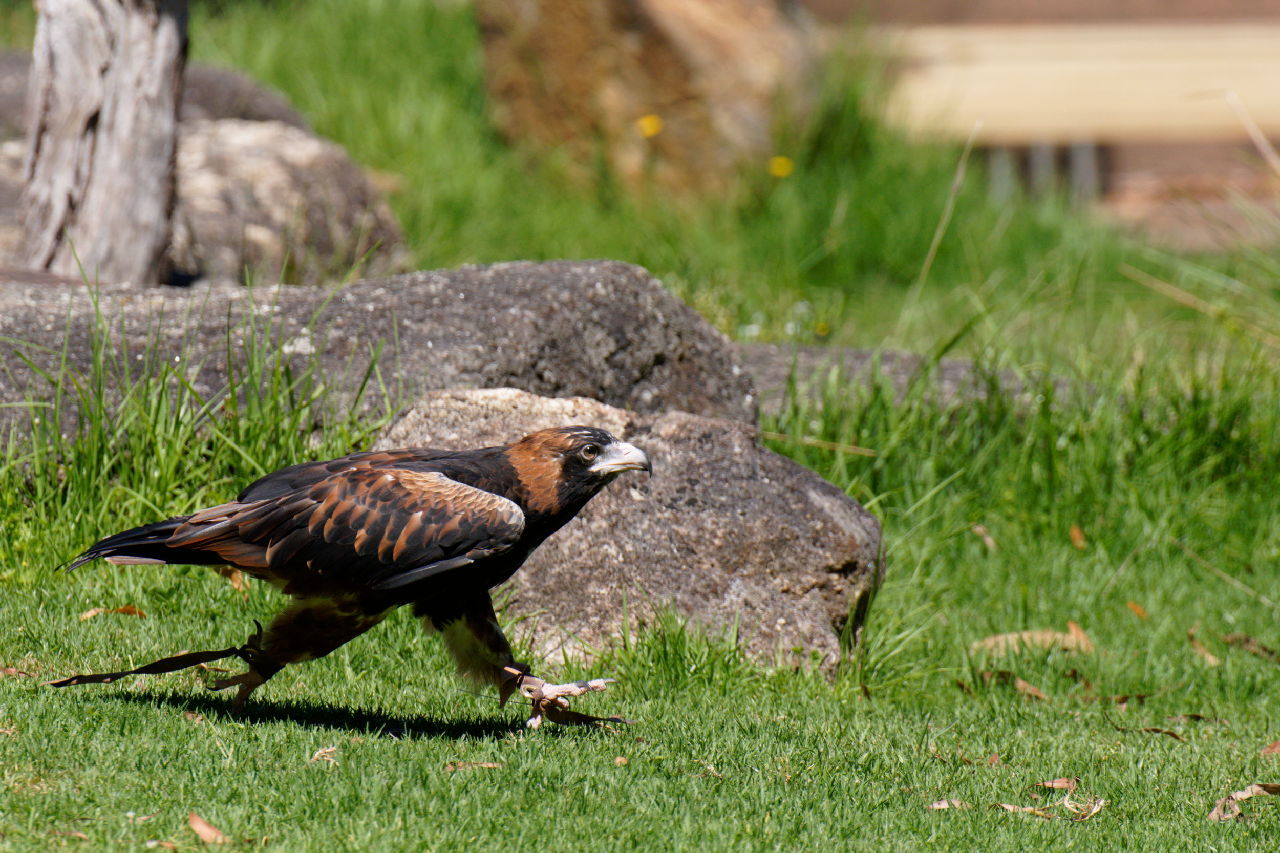 Black breasted buzzard takes a walk