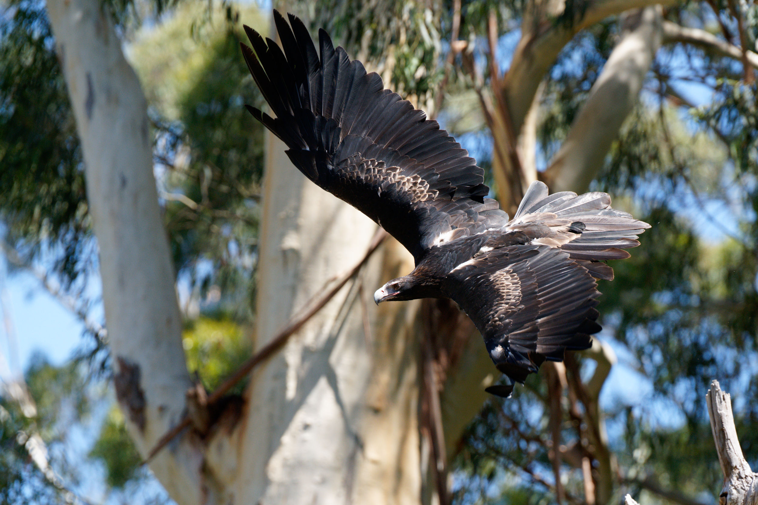 Wedge tail eagle in flight