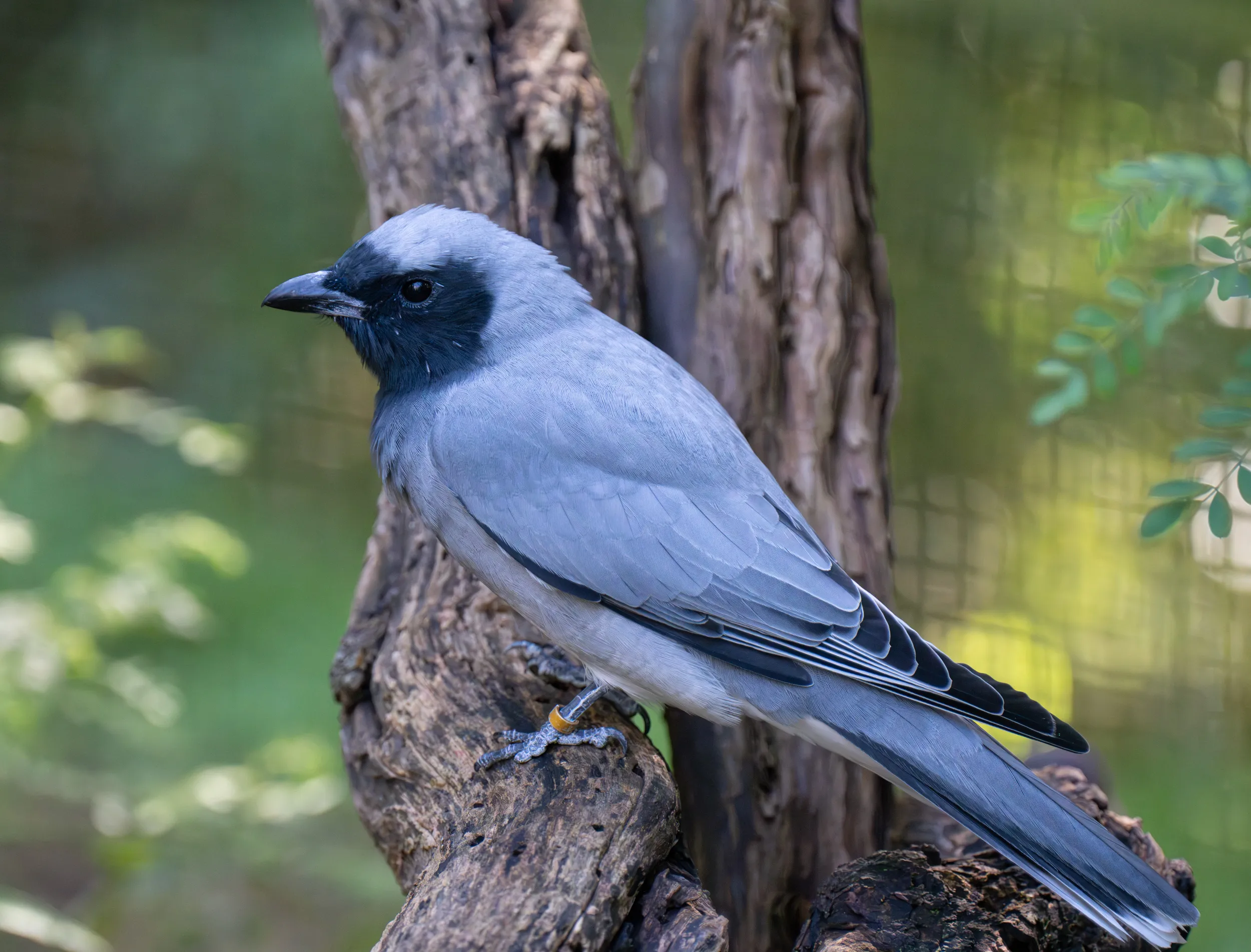 Black faced cuckoo shrike