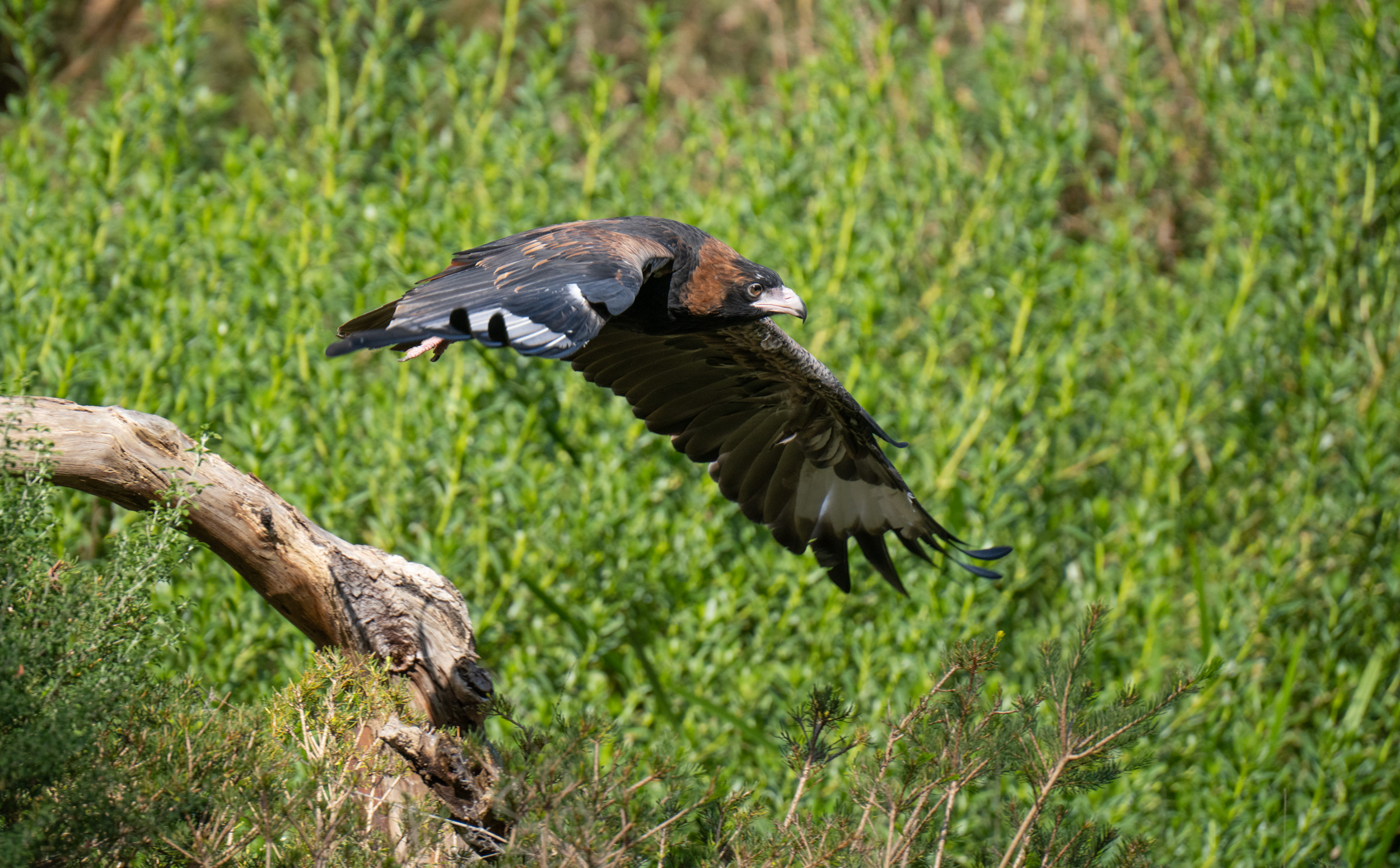 Black breasted buzzard in flight