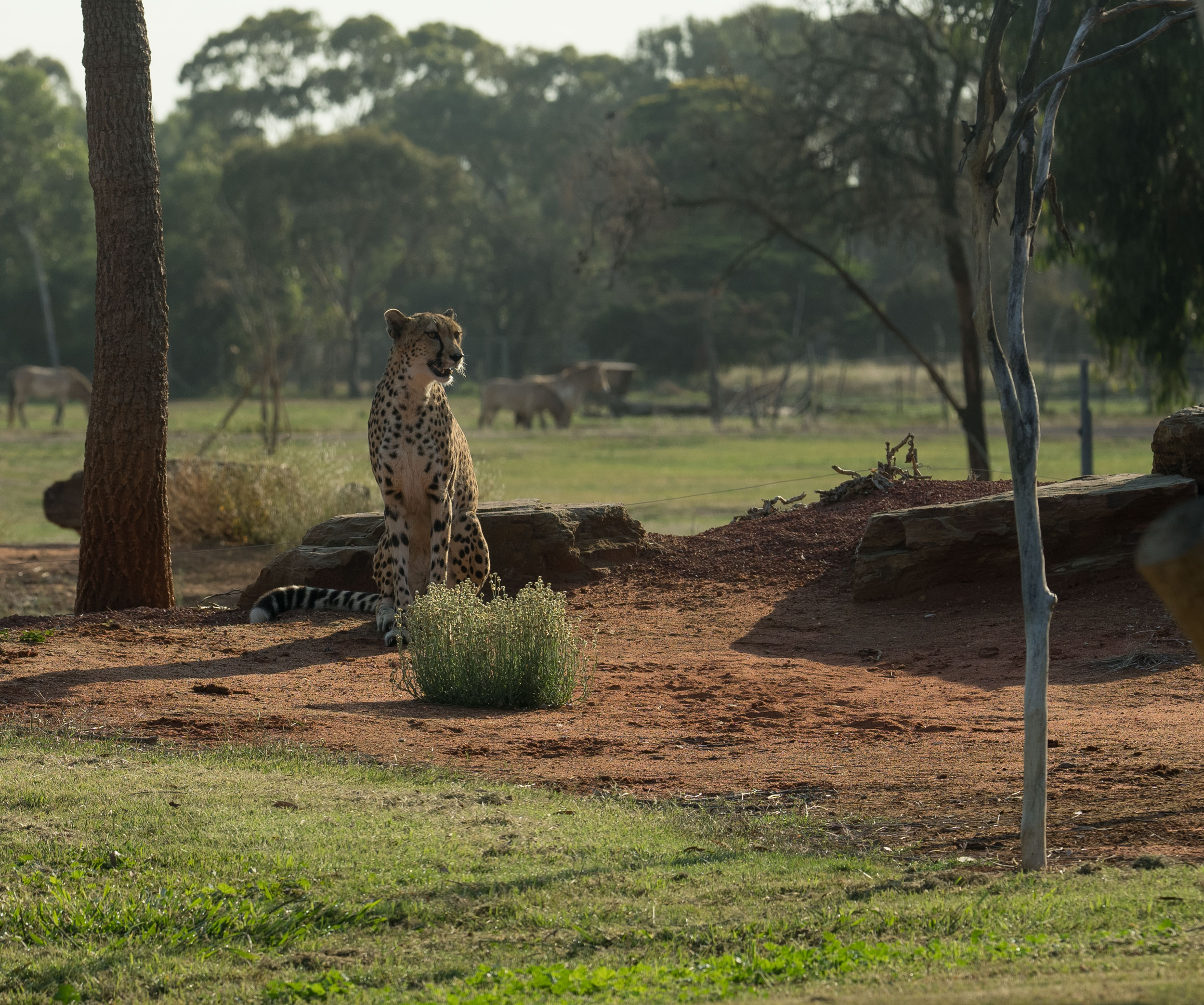 Charming Cheetah is Cheerful