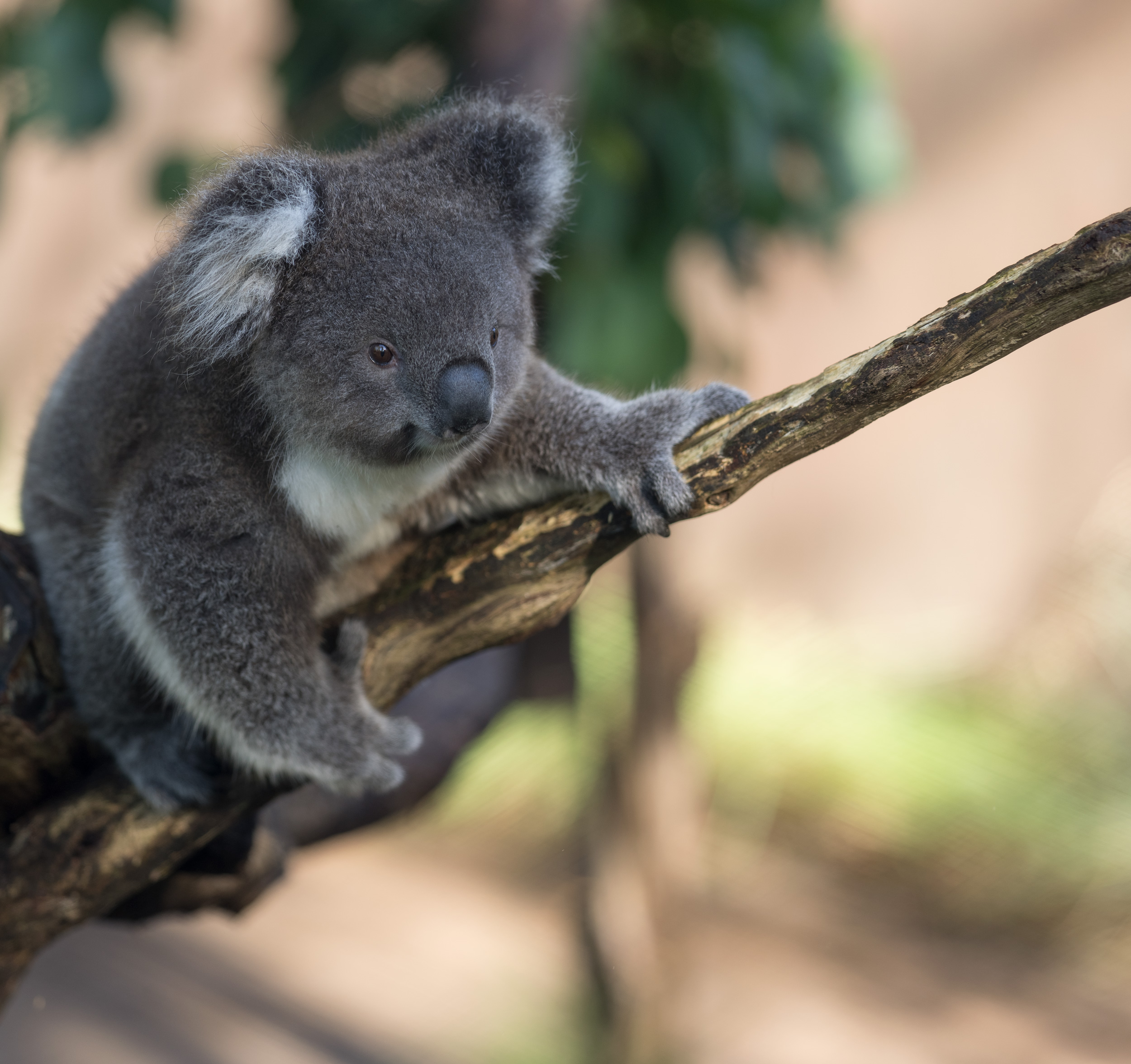 Koalas have two thumbs