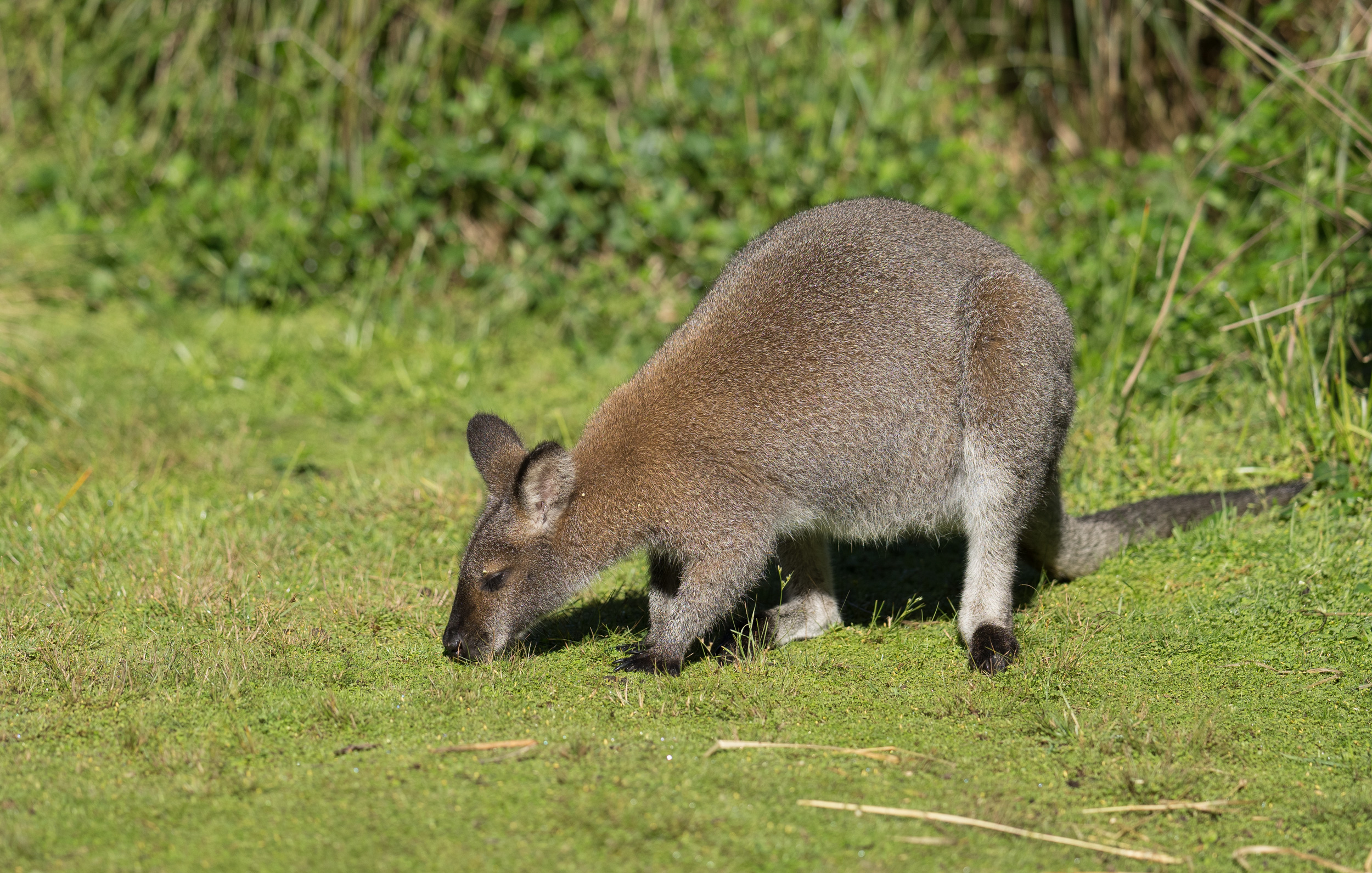 Rock-wallaby on the grass