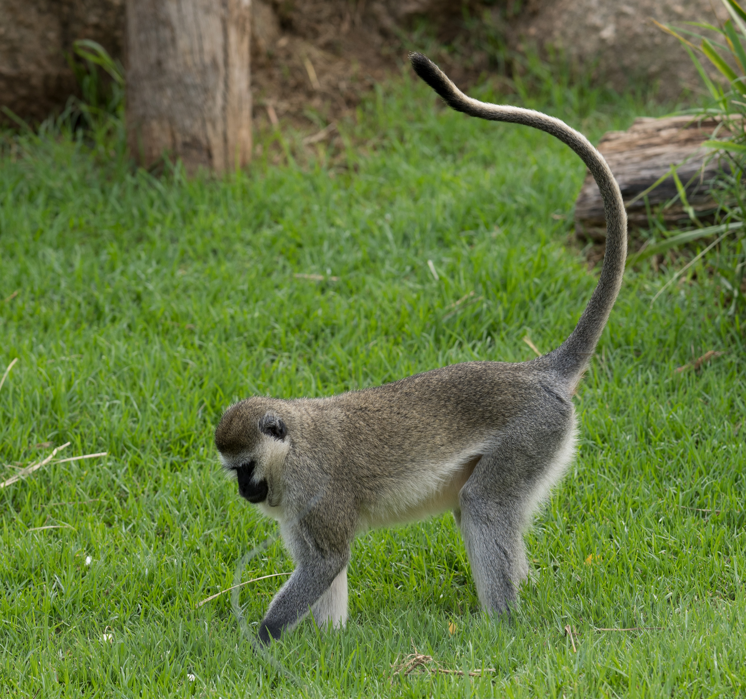 Mischievous Monkey Mocking Me?