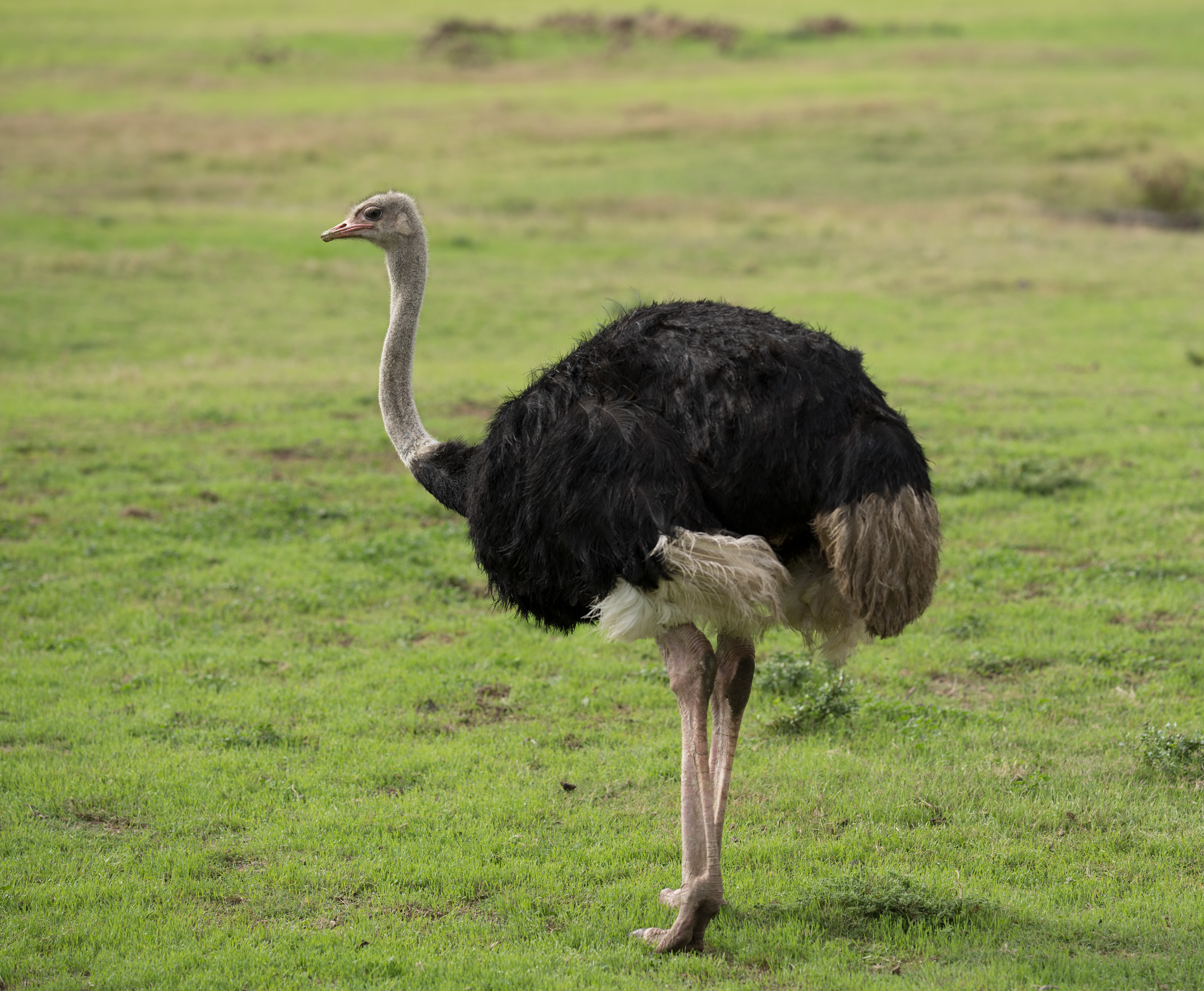 Ostrich Openly Ostracising Onlookers