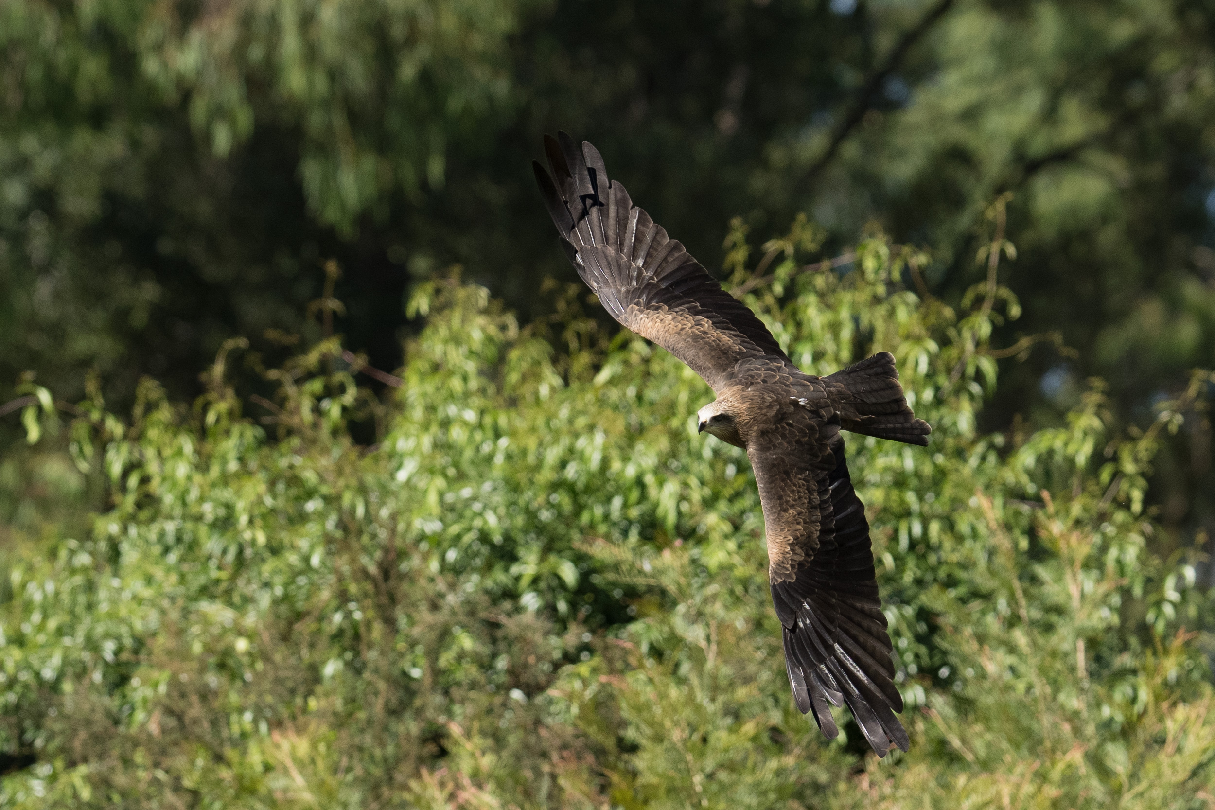 Keen-eyed Kite Keeping Black Beautiful