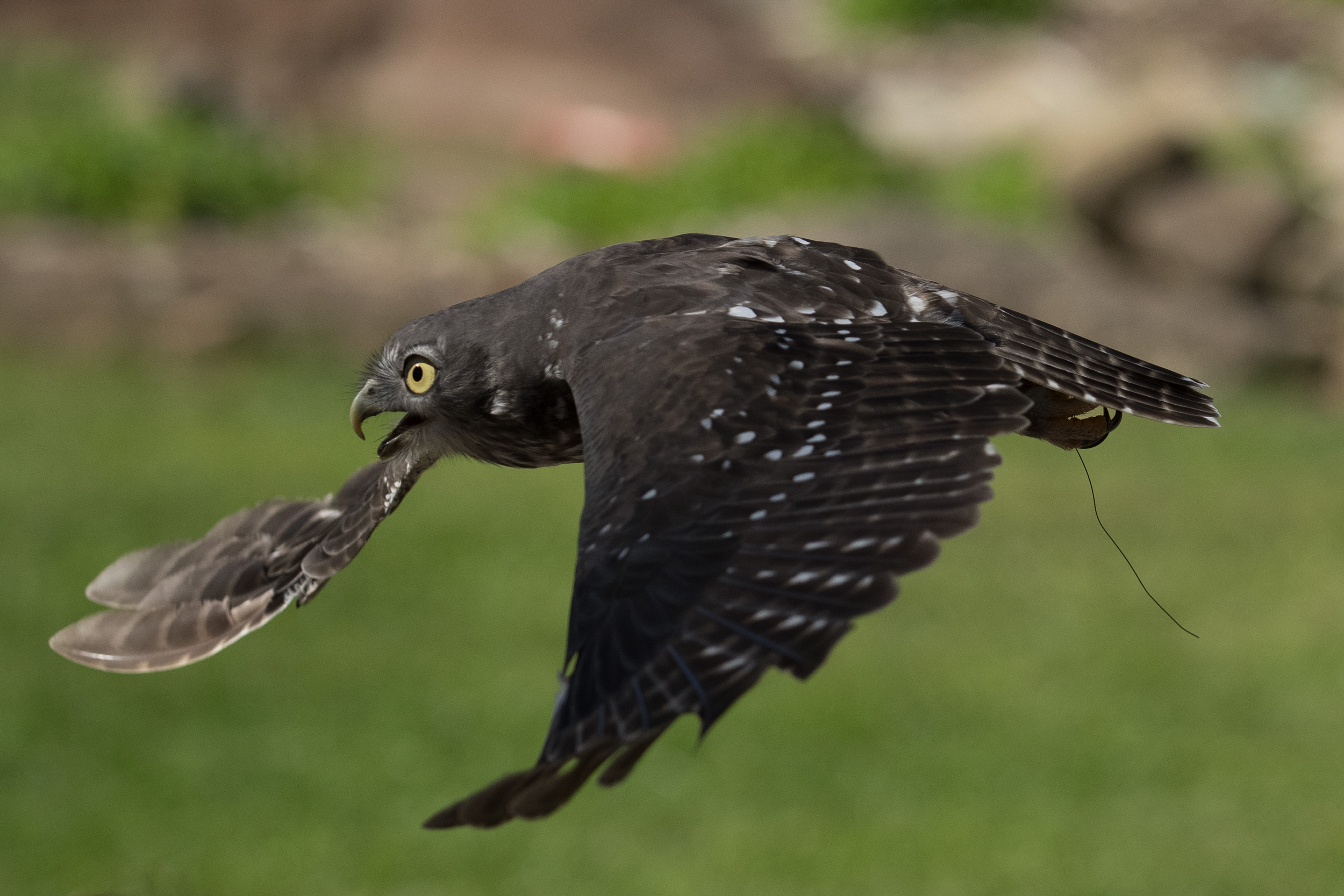 Eagle-owl Eager to Escape into Evening