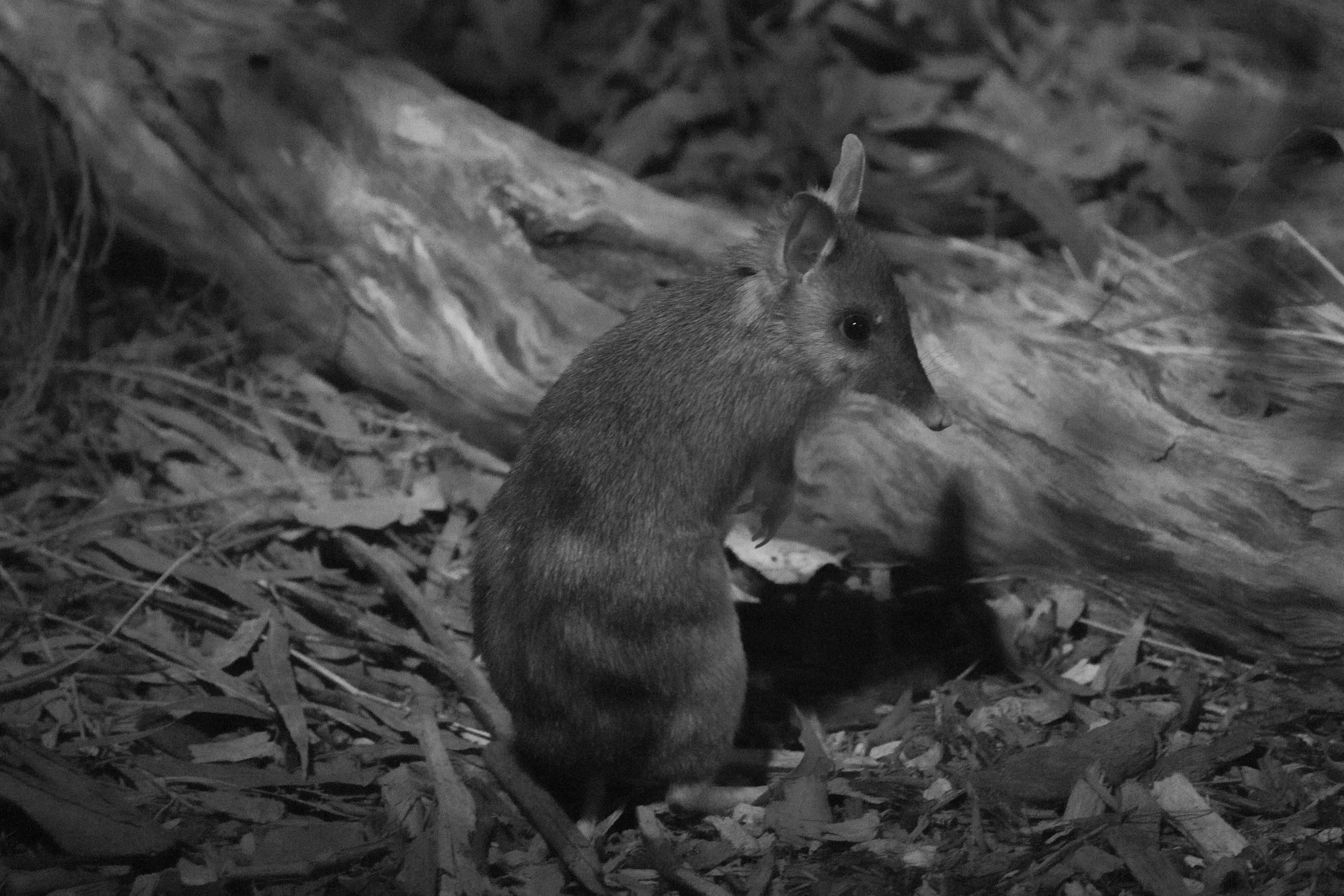 Black-and-white Bandicoot Because of Bedtime