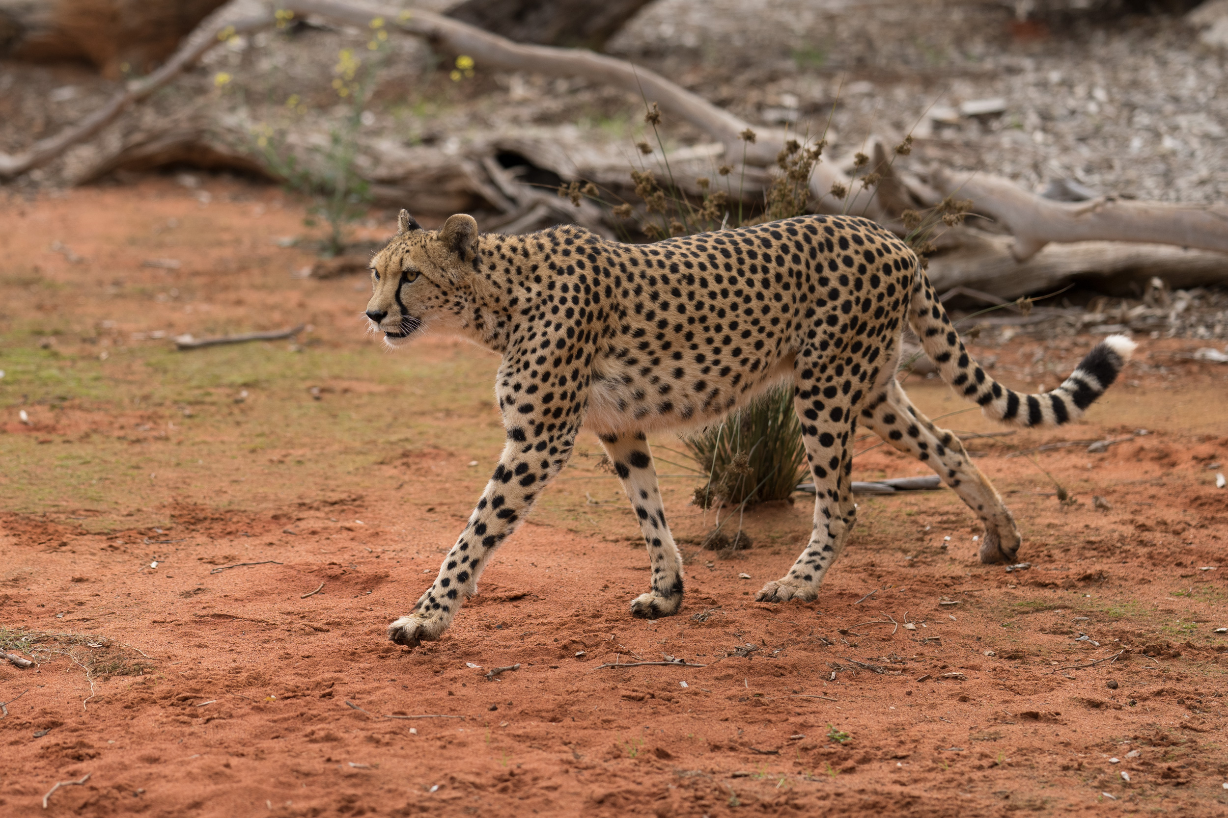 Cheetah prowling - the A1 at work