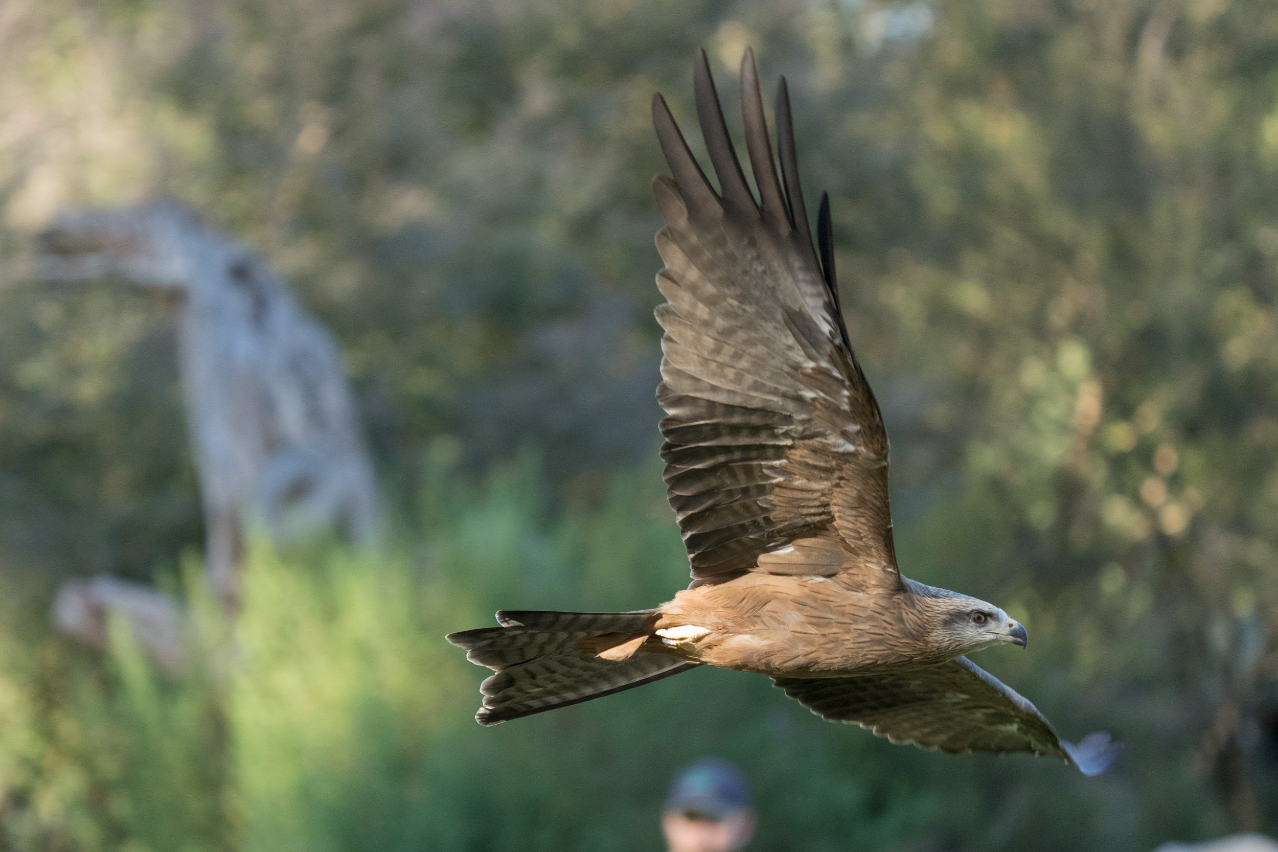 Sony Alpha 1 camera - mid-high ISO impact on images of a black kite