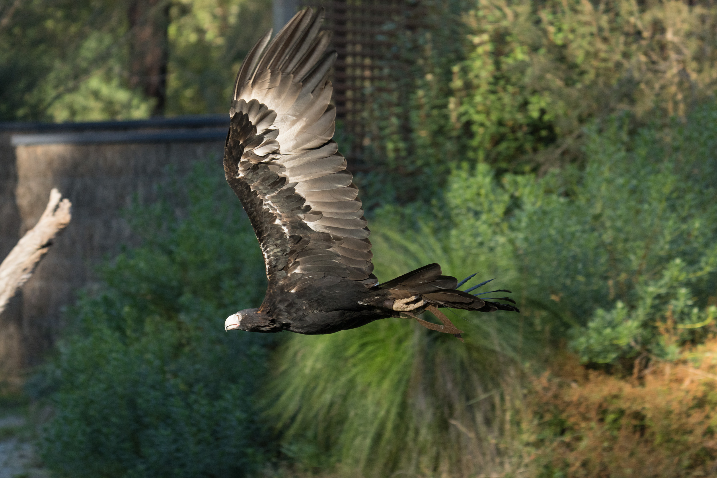 The Wonder of the Wedge-tailed Eagle