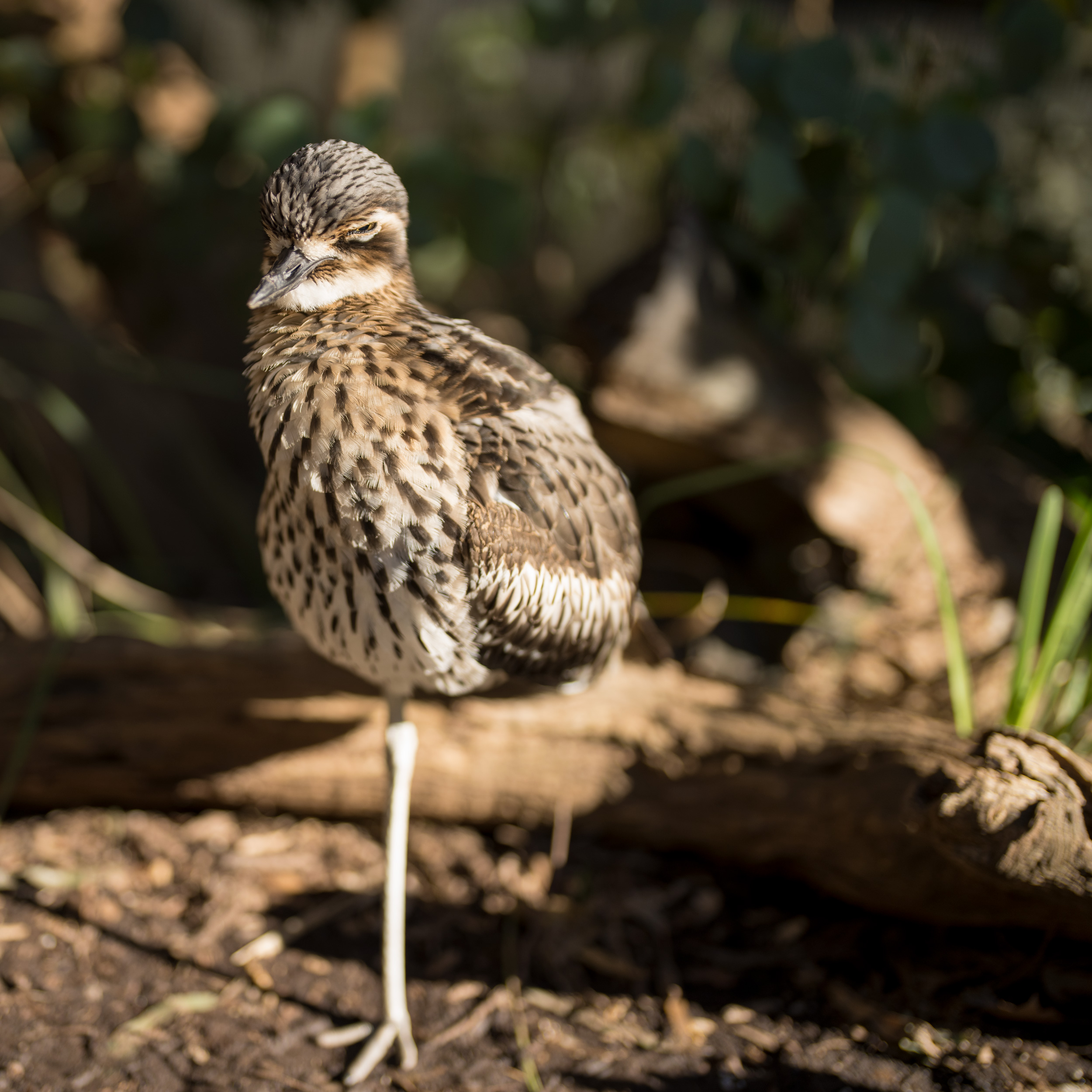 Bush Stone-curlew sleeping on one leg