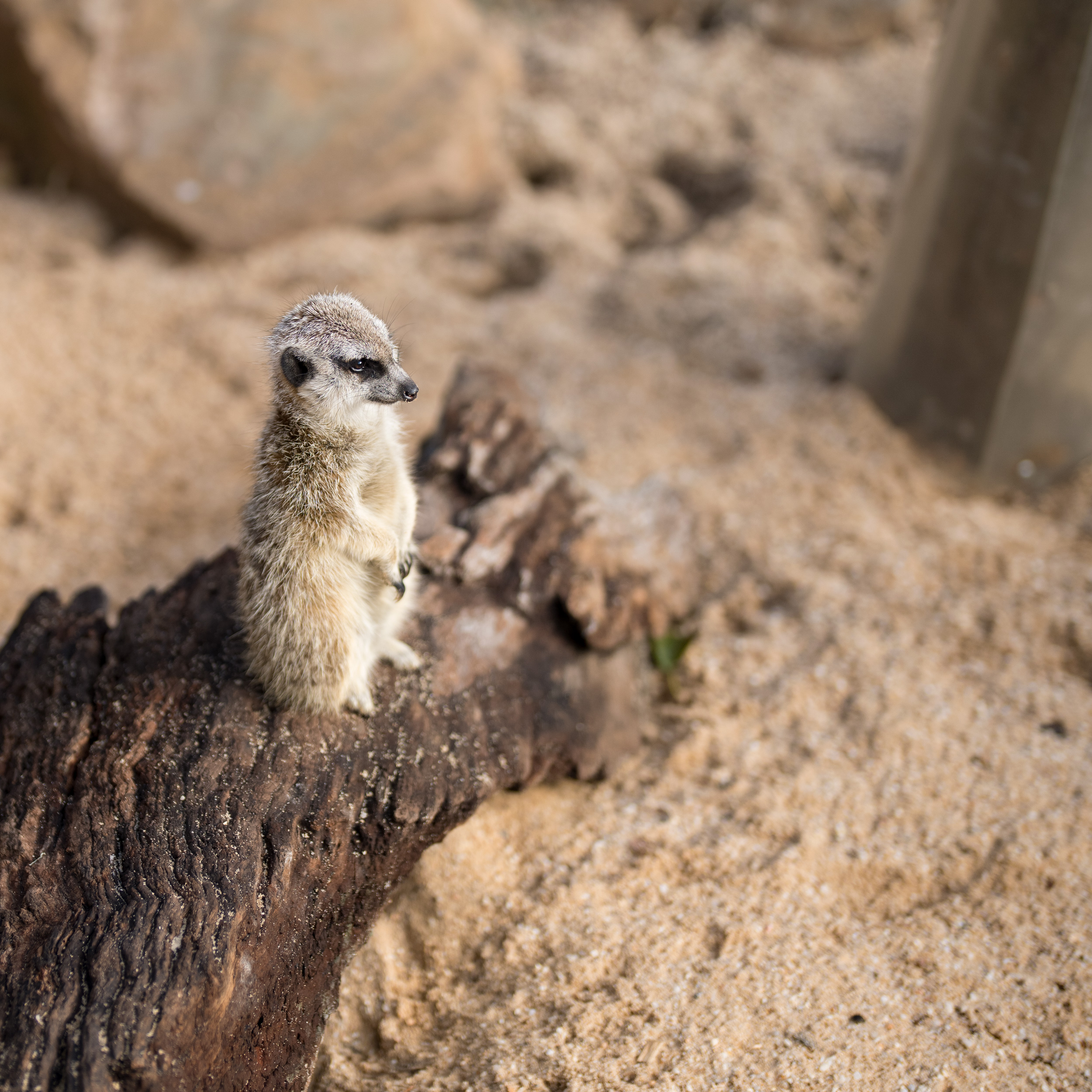 Meerkat security guard