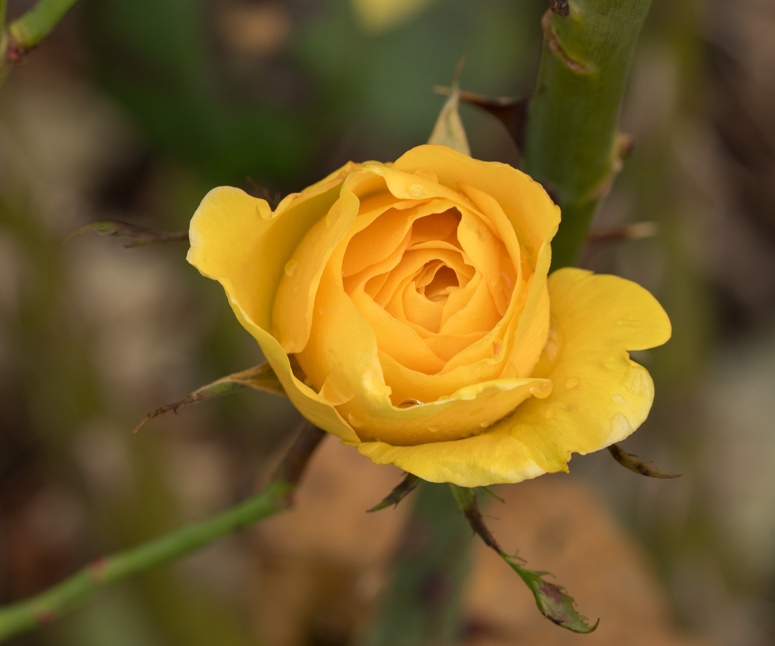 The bright yellow rose