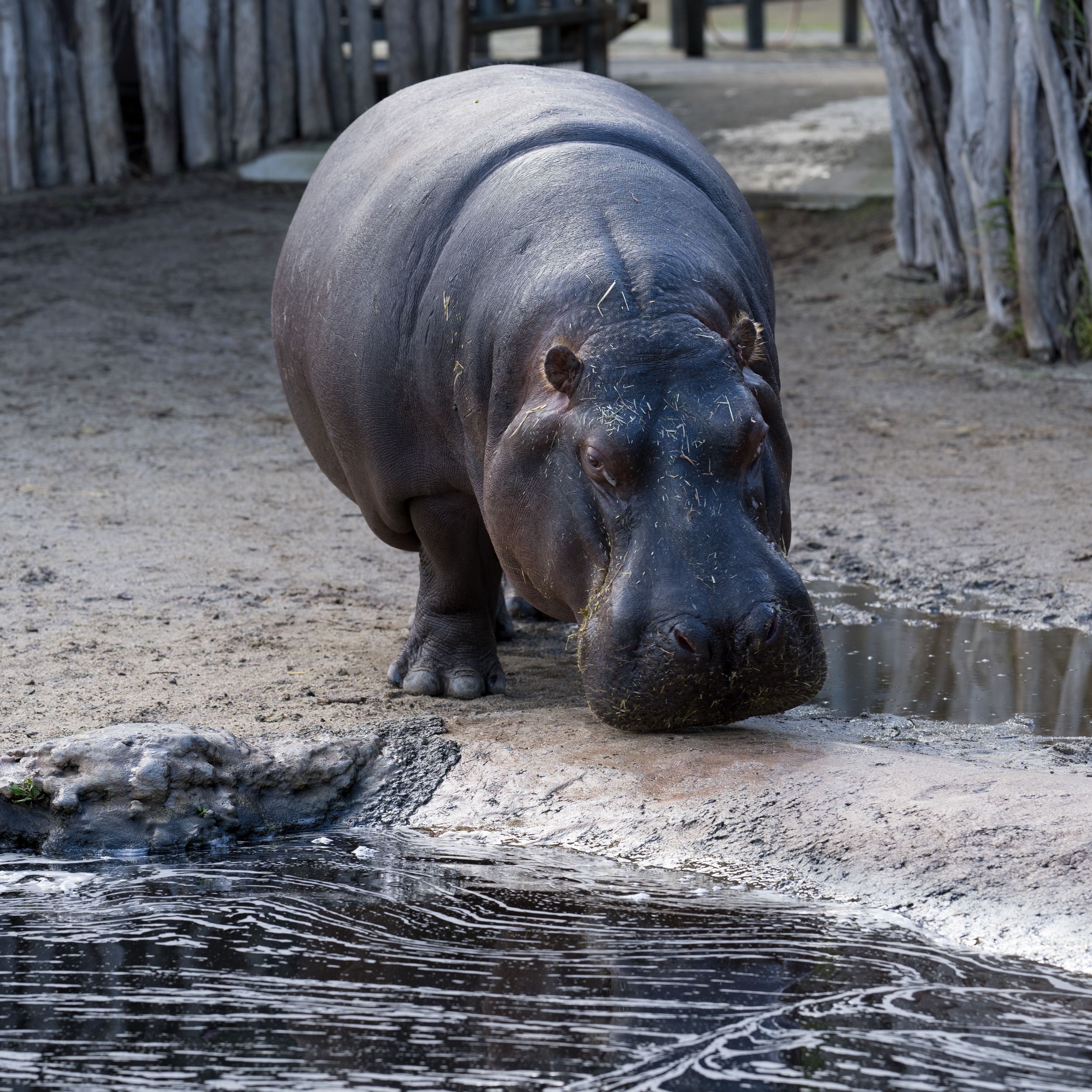 A Hippo Approaches the Water