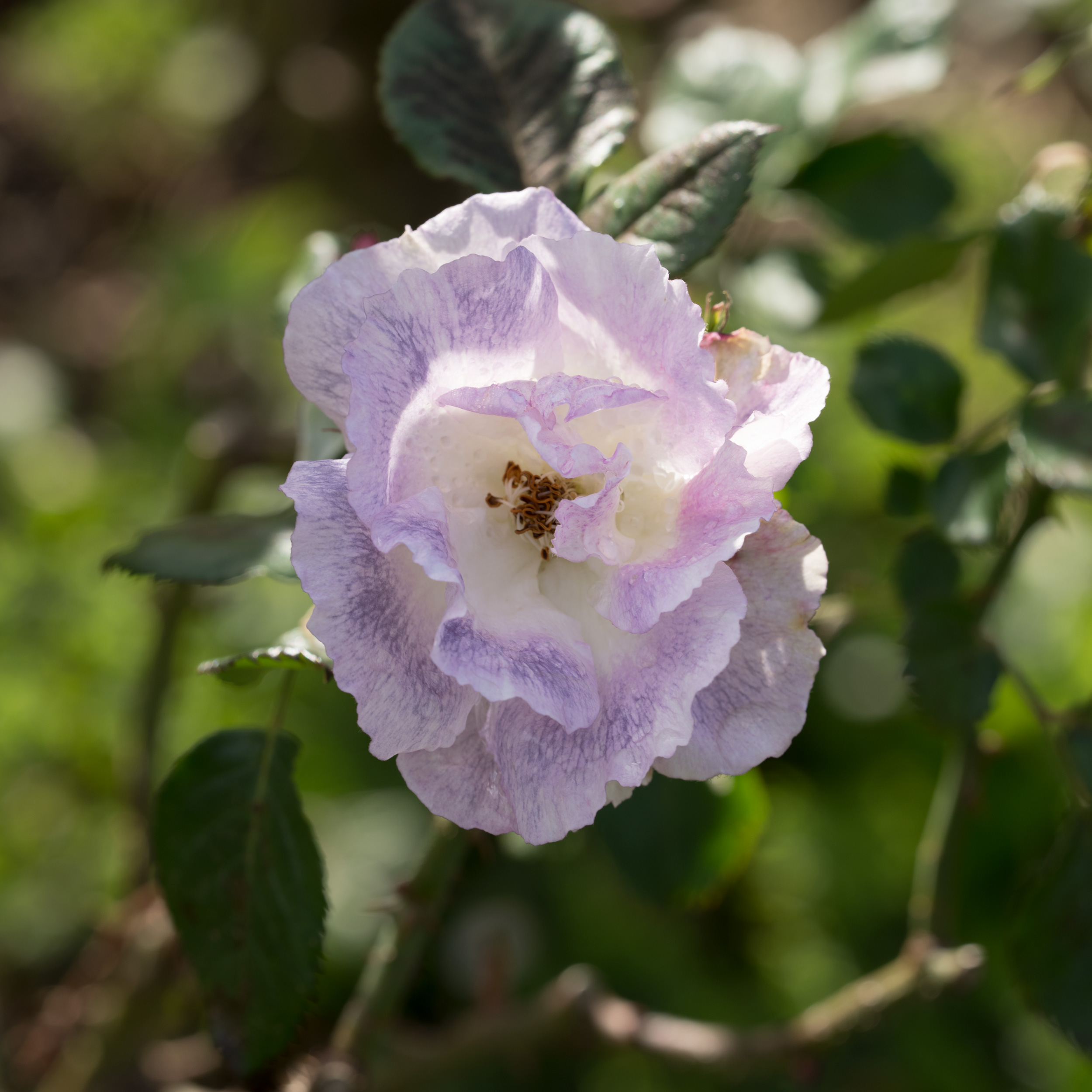 Mauve and white