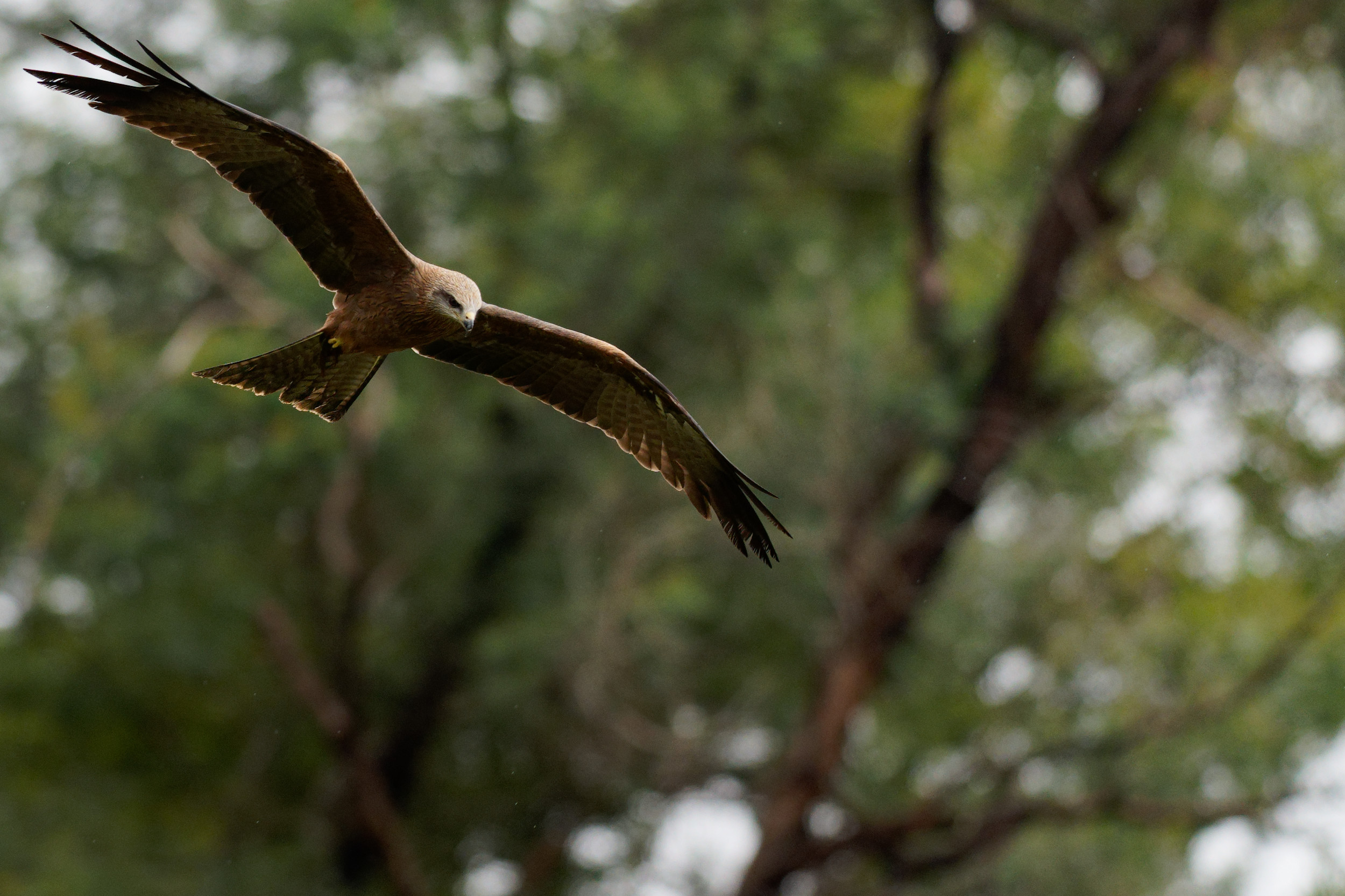 Eyes on target: black kite