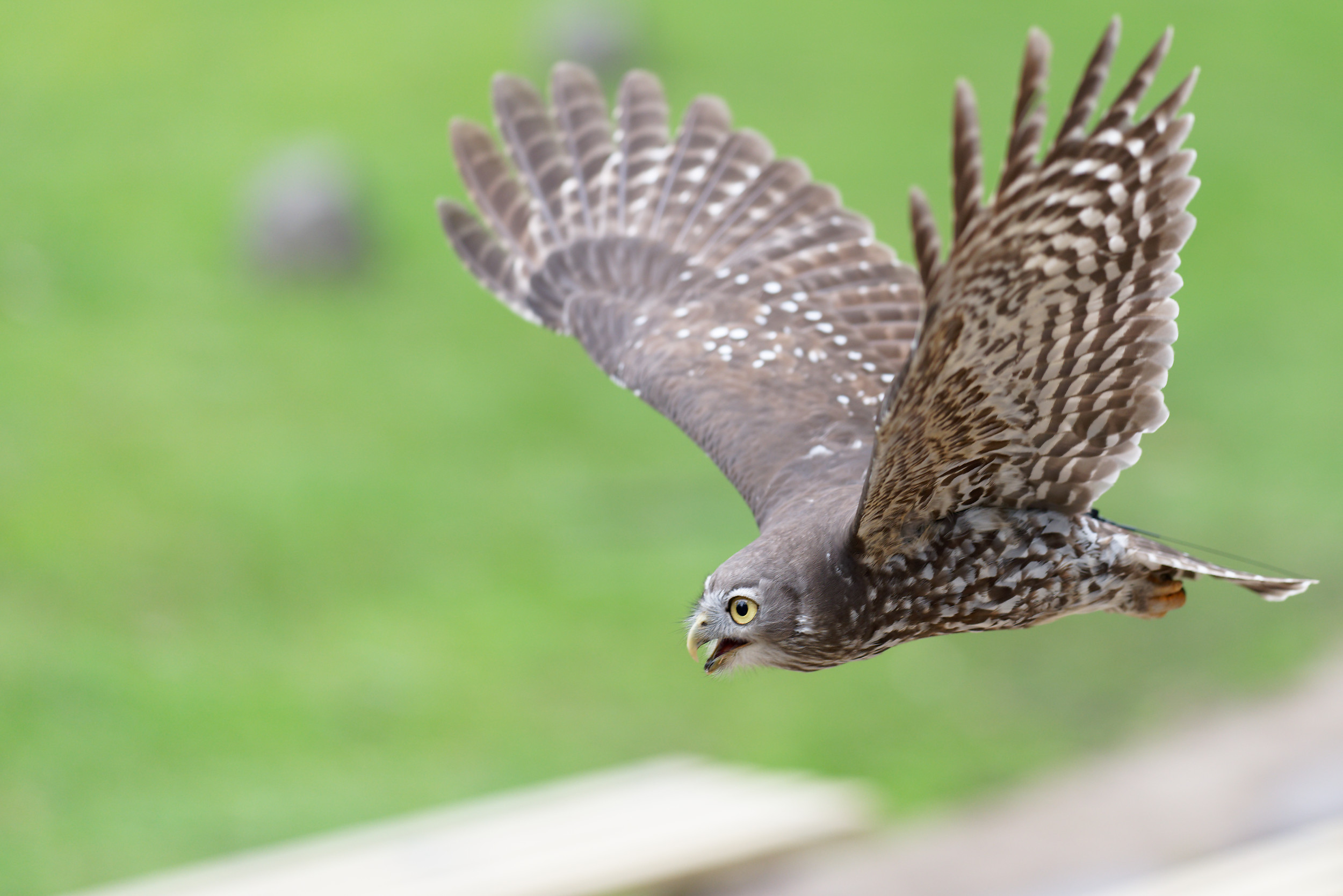 A barking owl - don't duck!