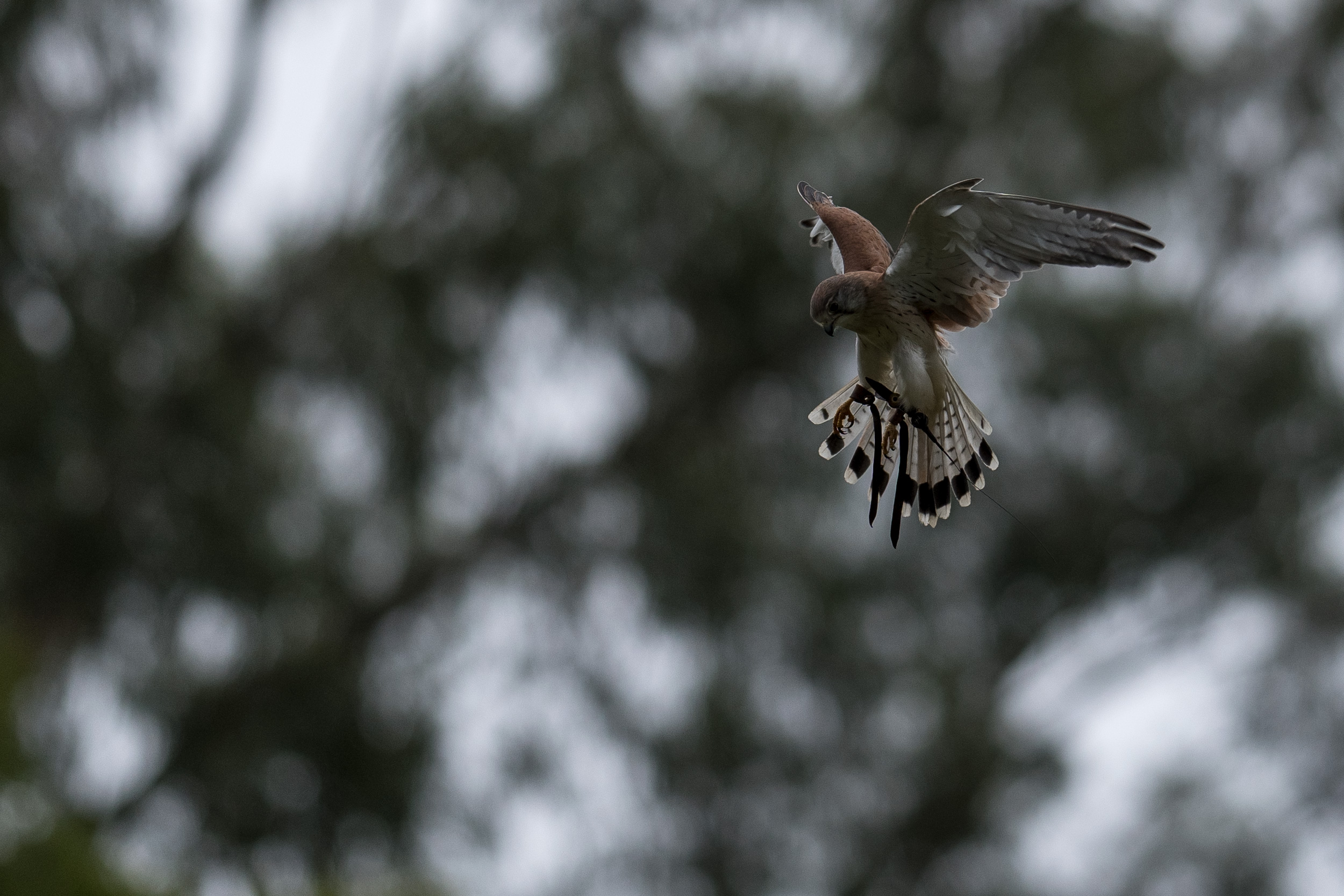 A nankeen kestrel can hover!