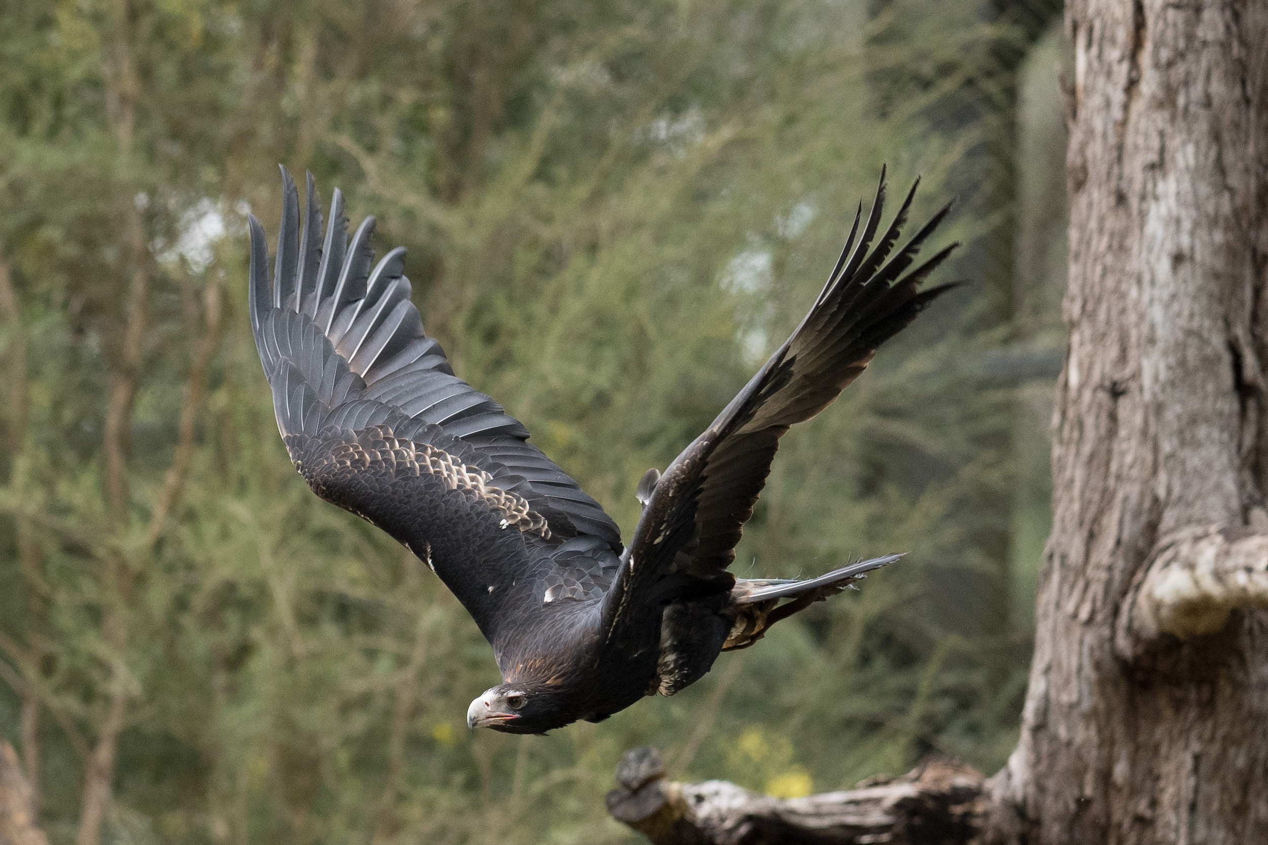 A wedge-tail eagle in flight