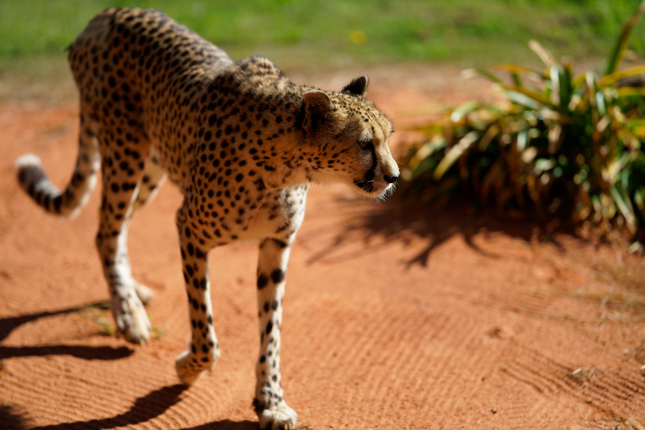 Cheetah intensity