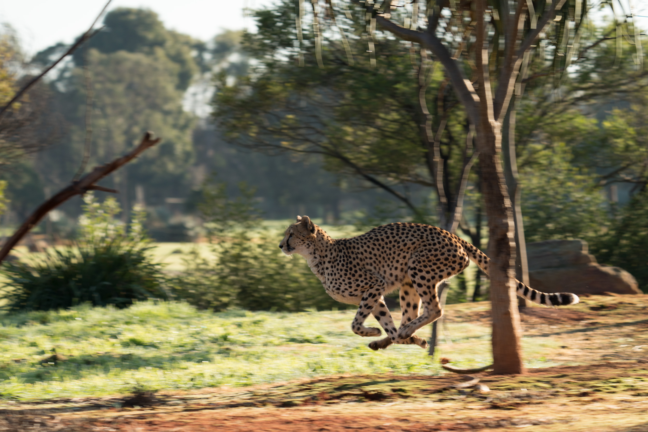 Fastest Feline having Fun in Flight