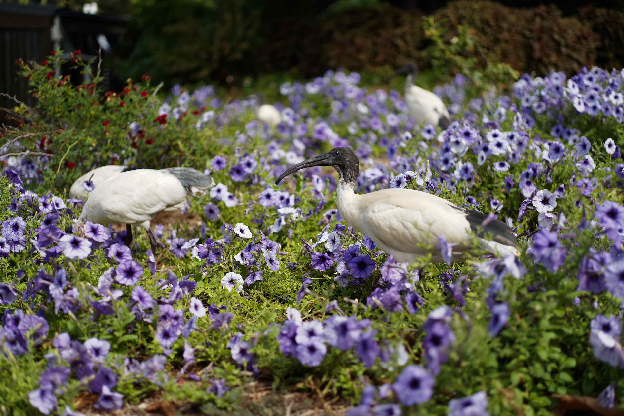 An Ibis Looks Up