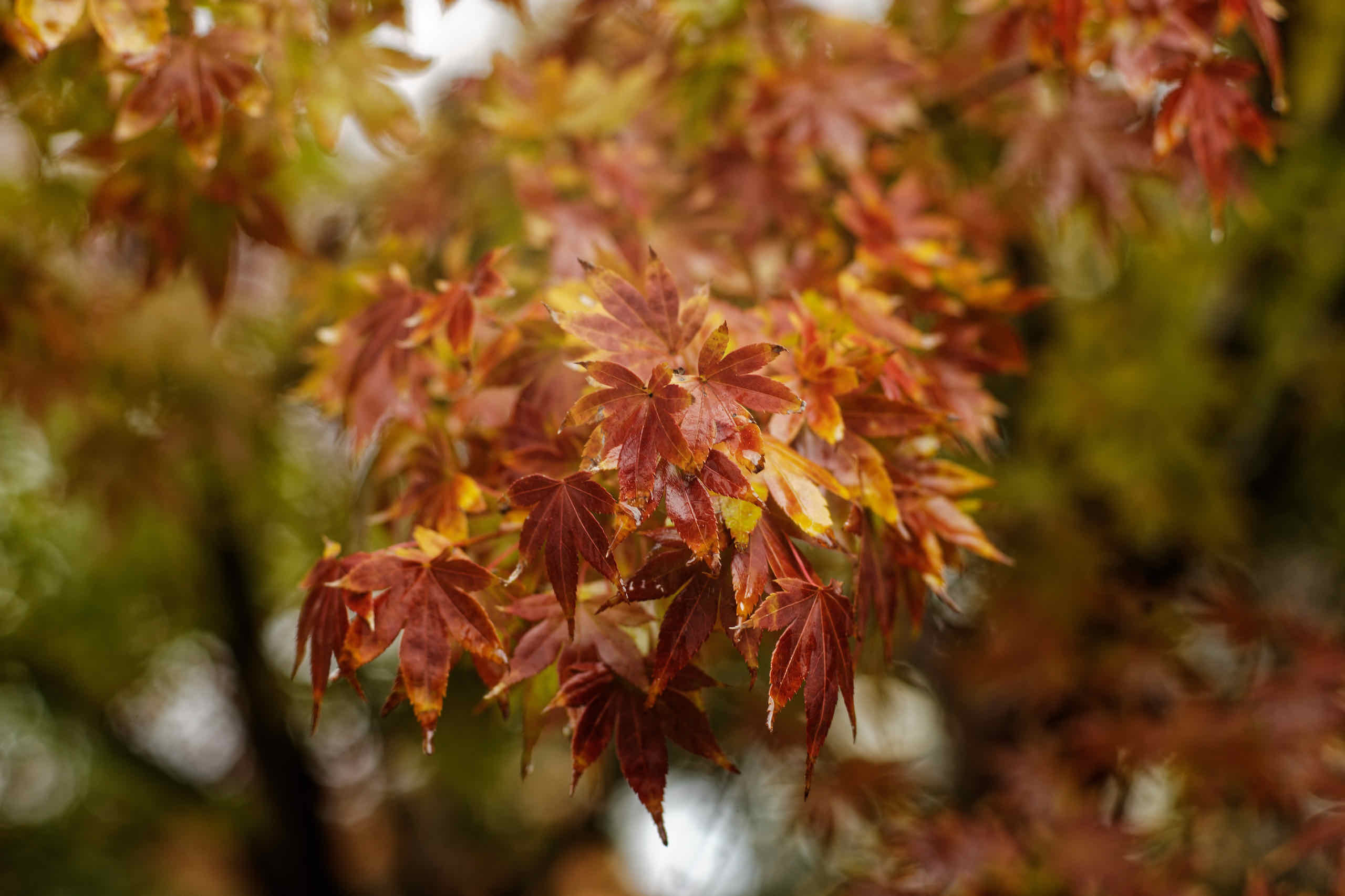 Autumn Colours at Home