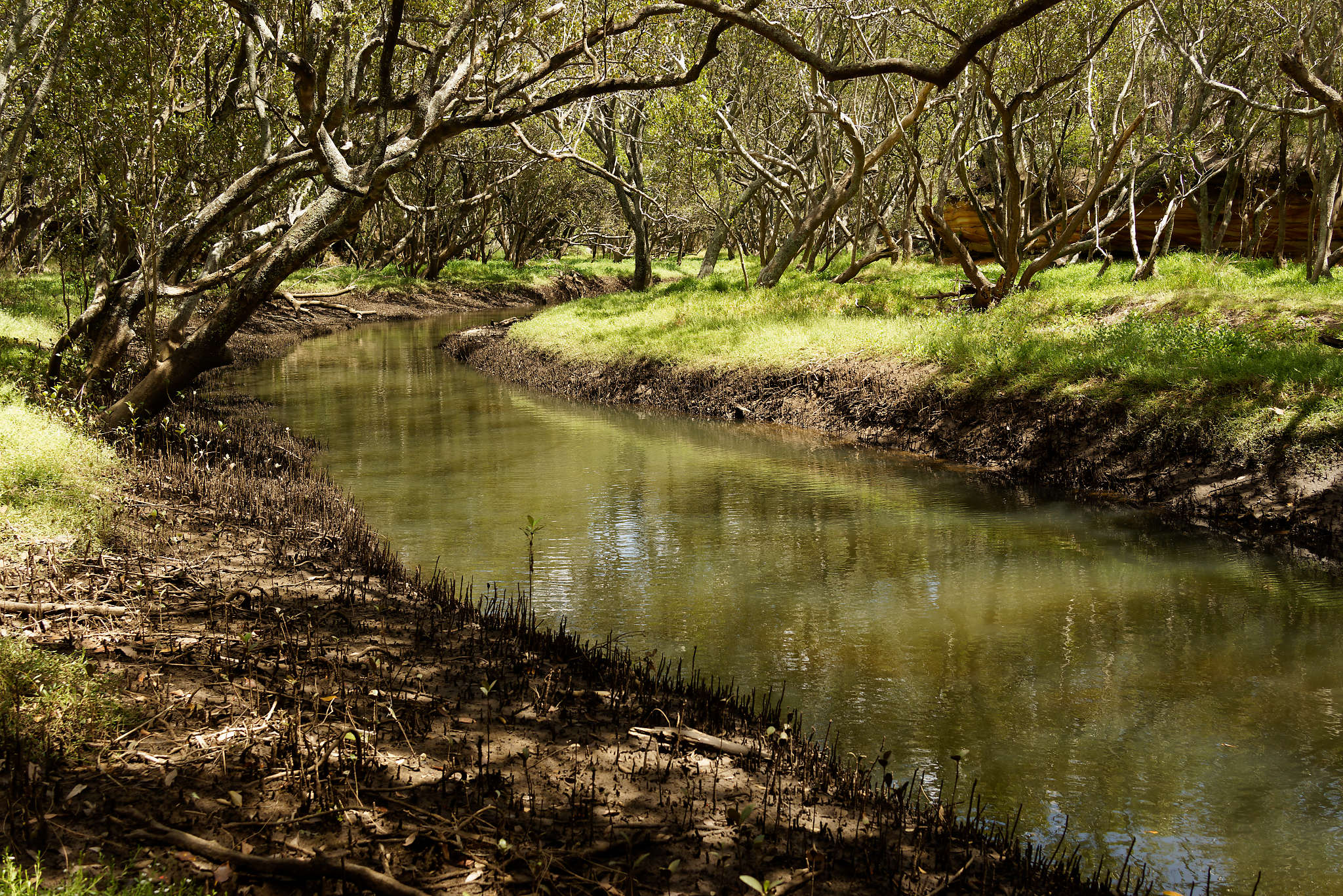 Near the mouth of Scotts Creek