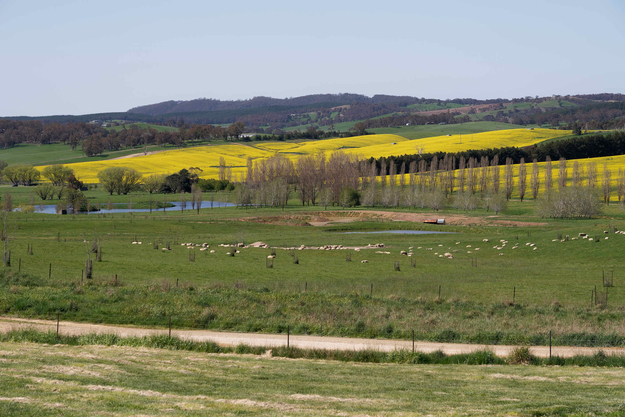 Iconic NSW spring