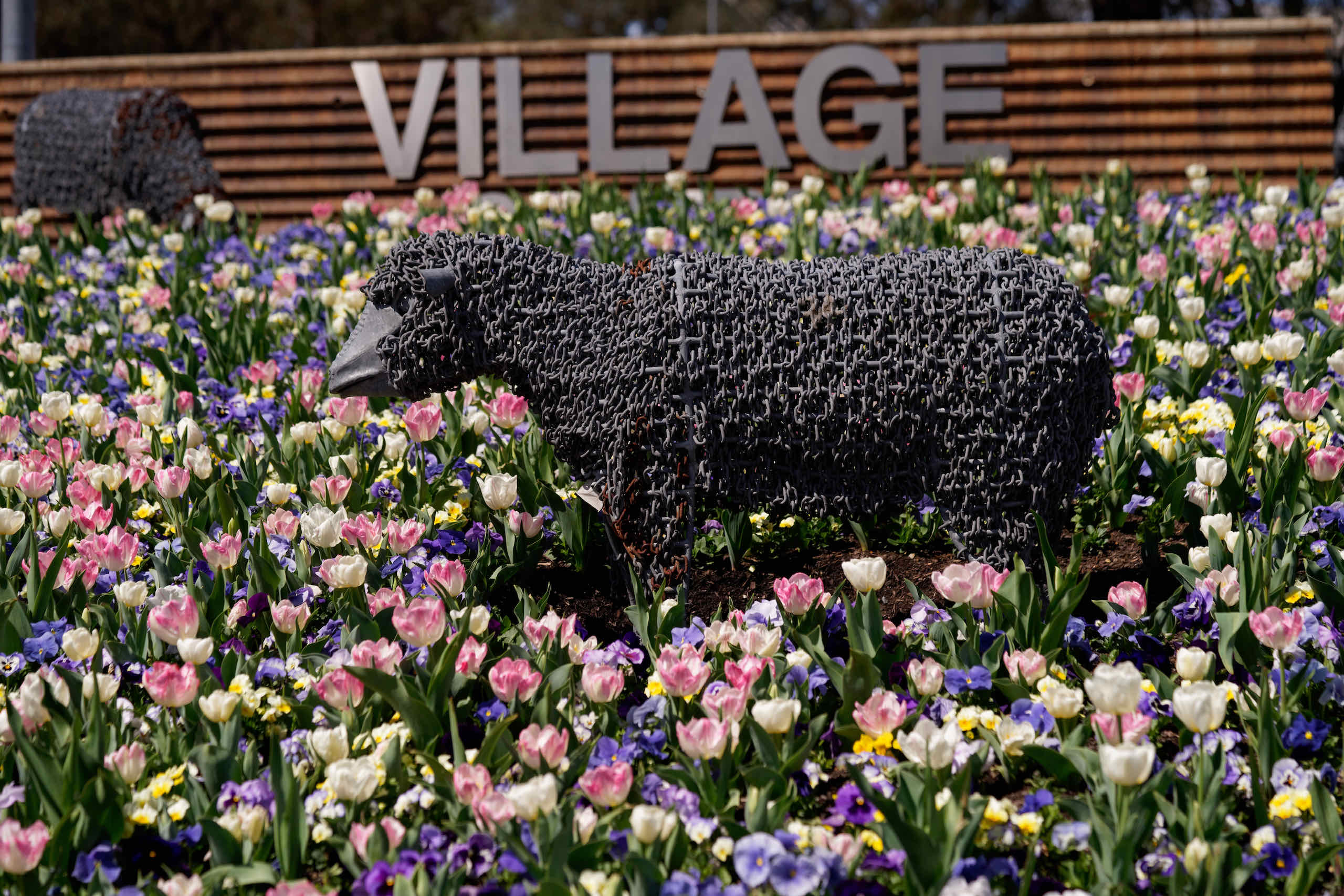 Kambah Village Sheep