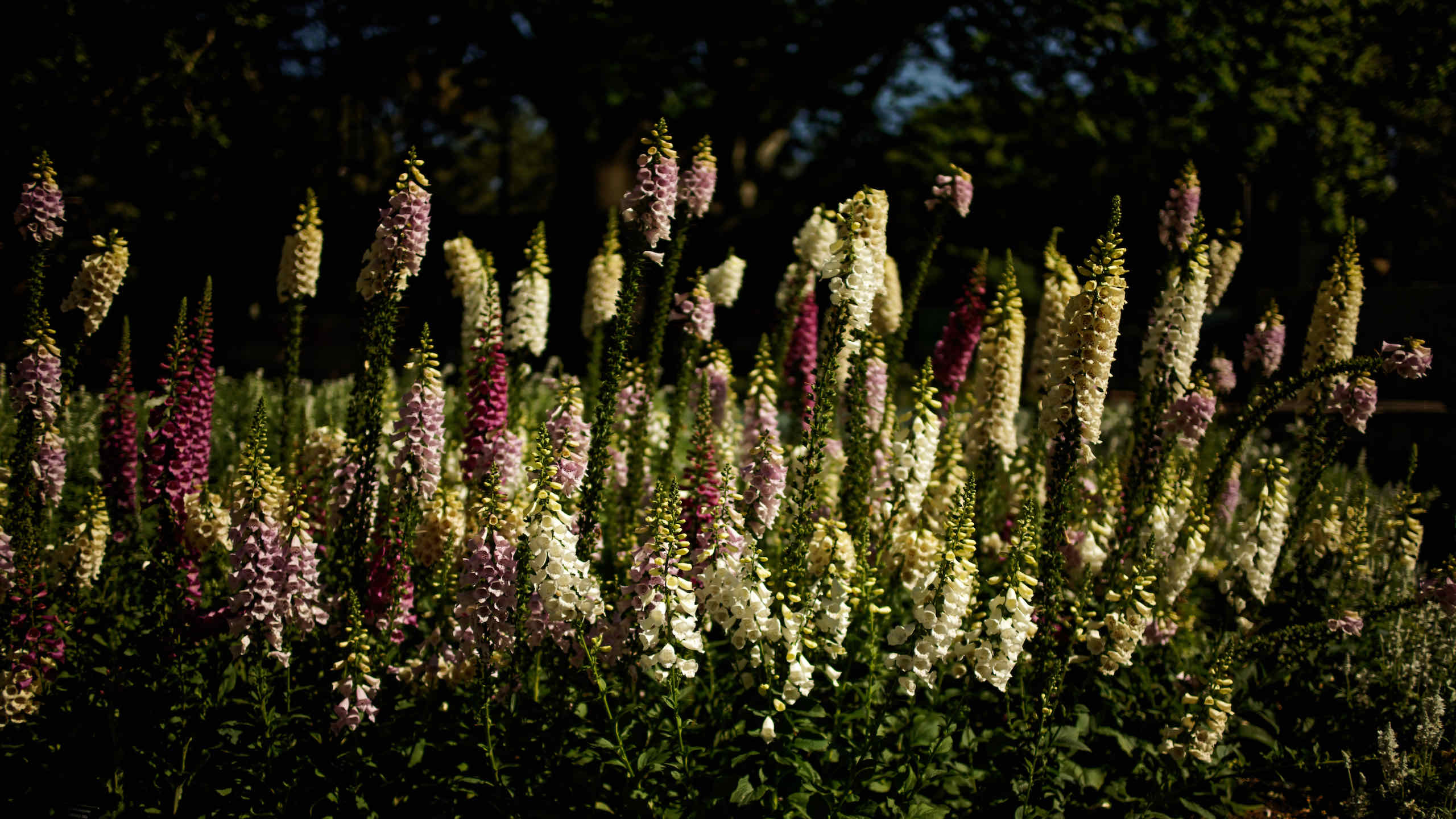 Royal Botanic Gardens with the Voigtländer Nokton 40mm 1:1.2 and Sony α7R