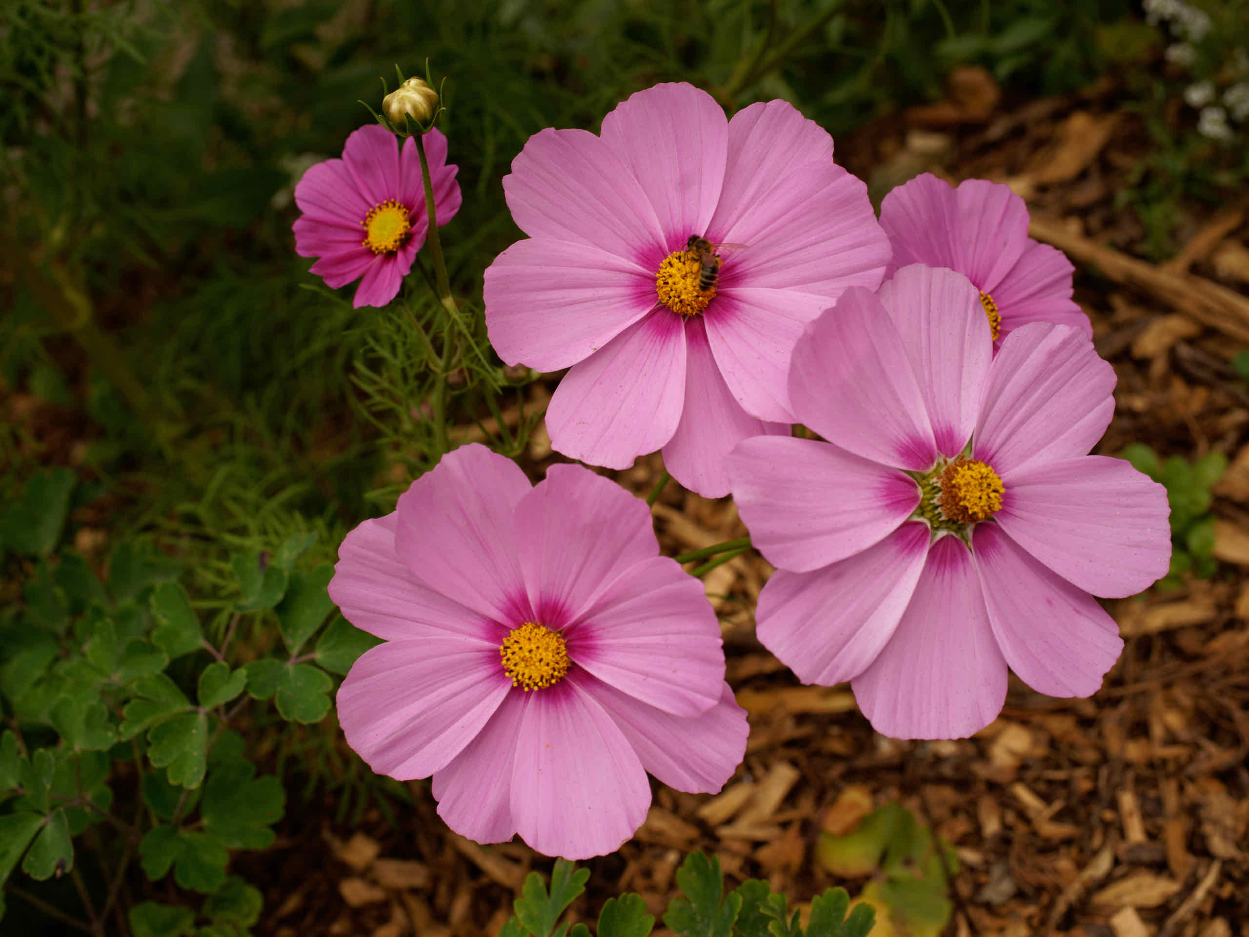 Autumn Bloom