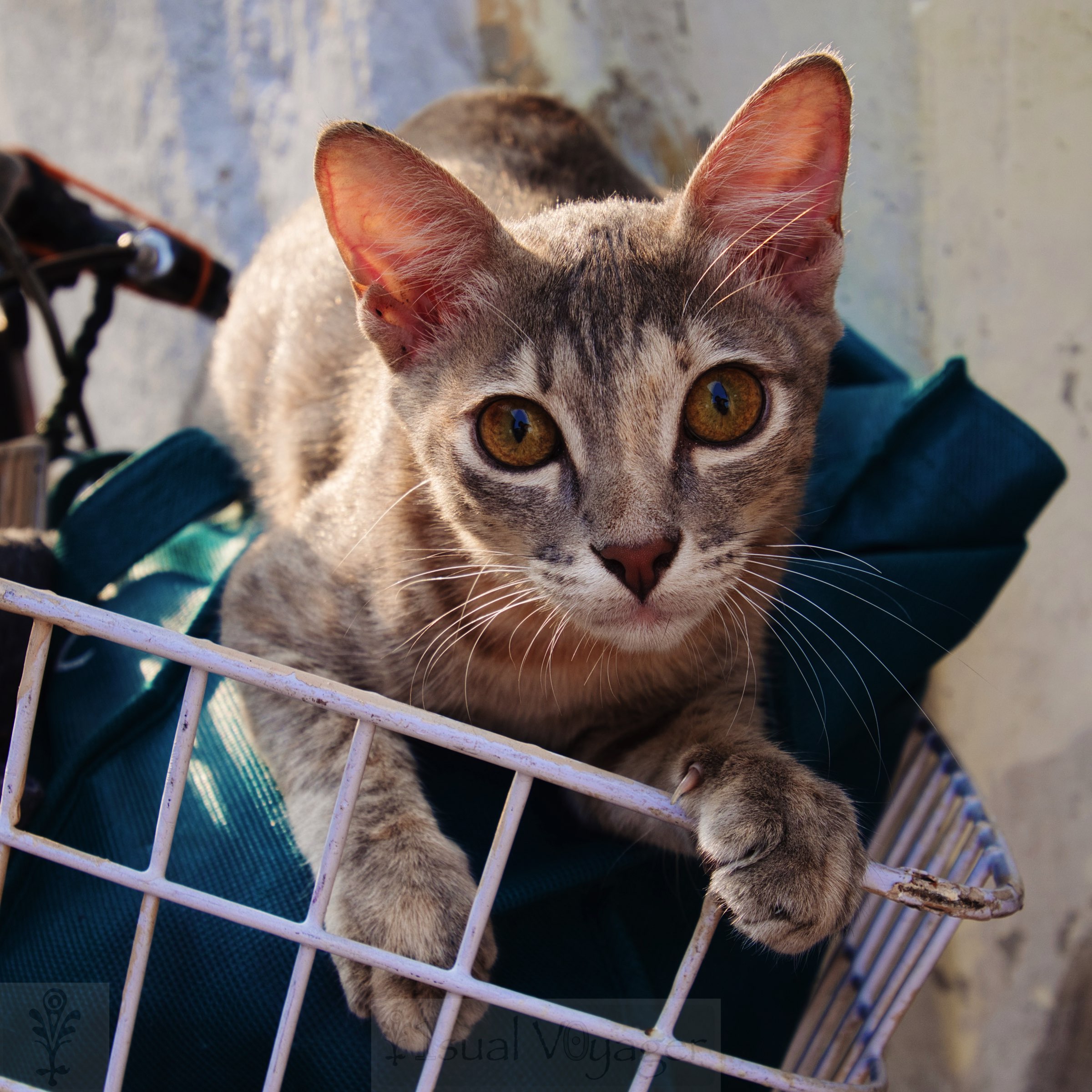 Penang Cat