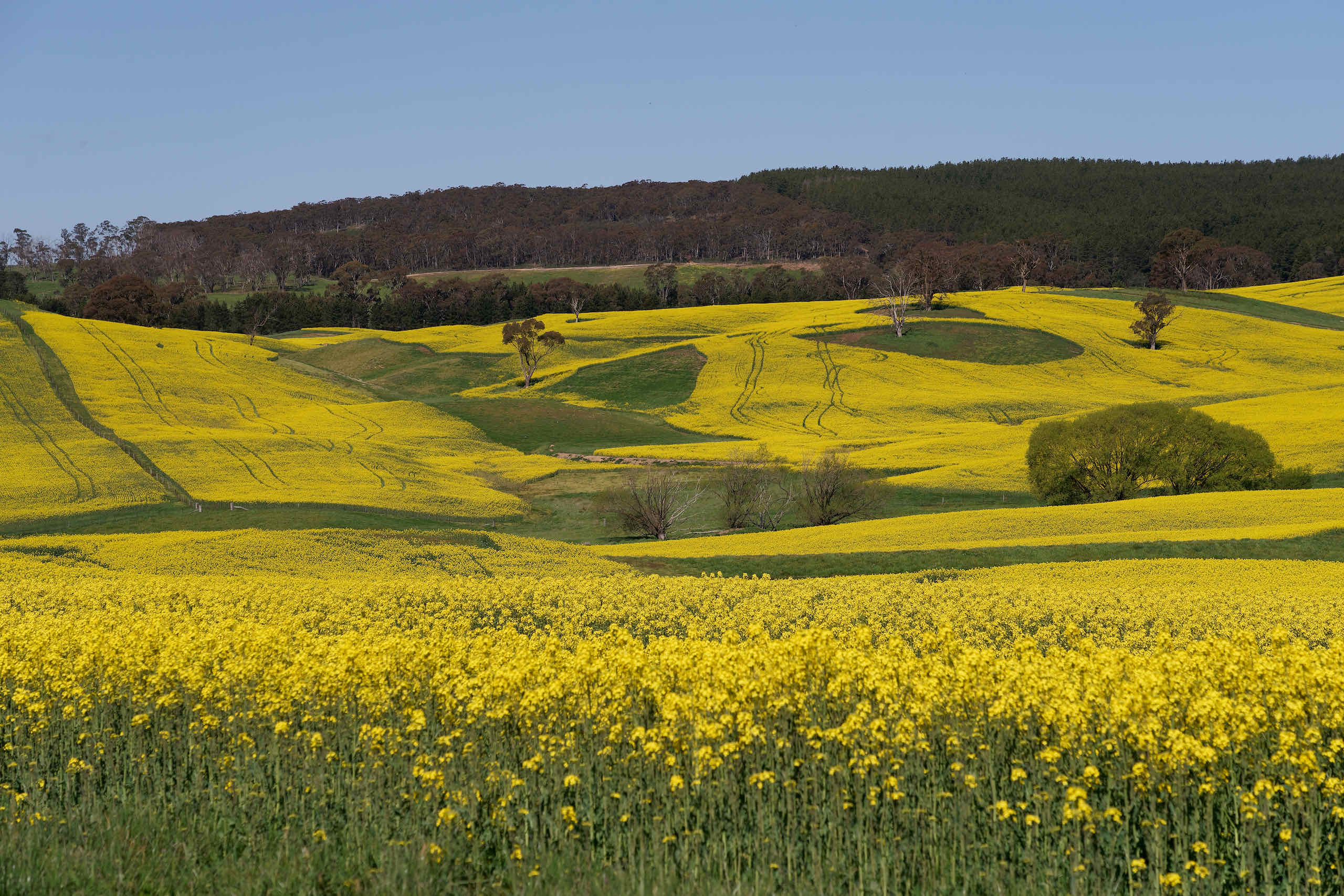 Rapeseed fields near Mayfield, NSW