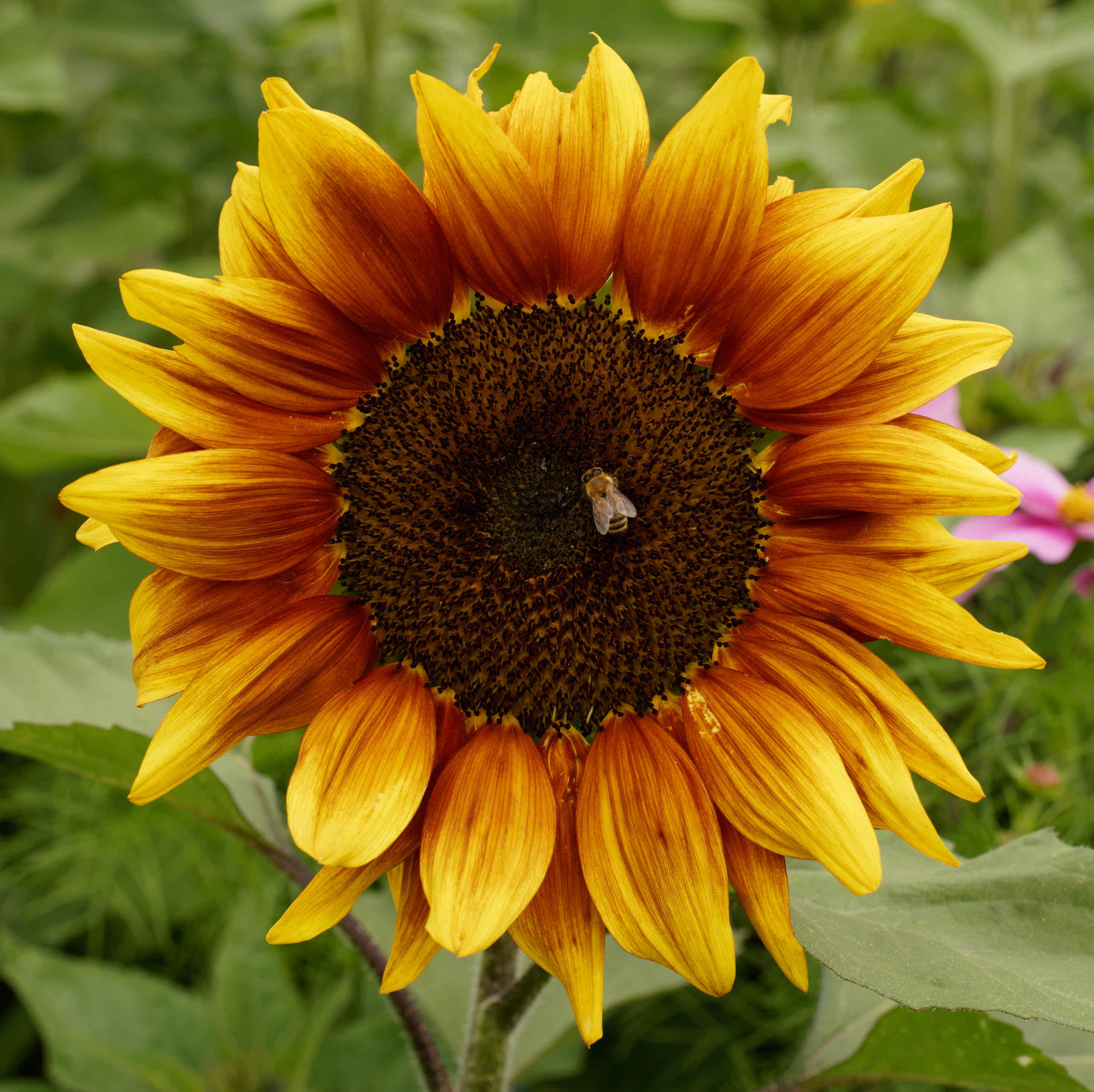 A Bee Forever Foraging