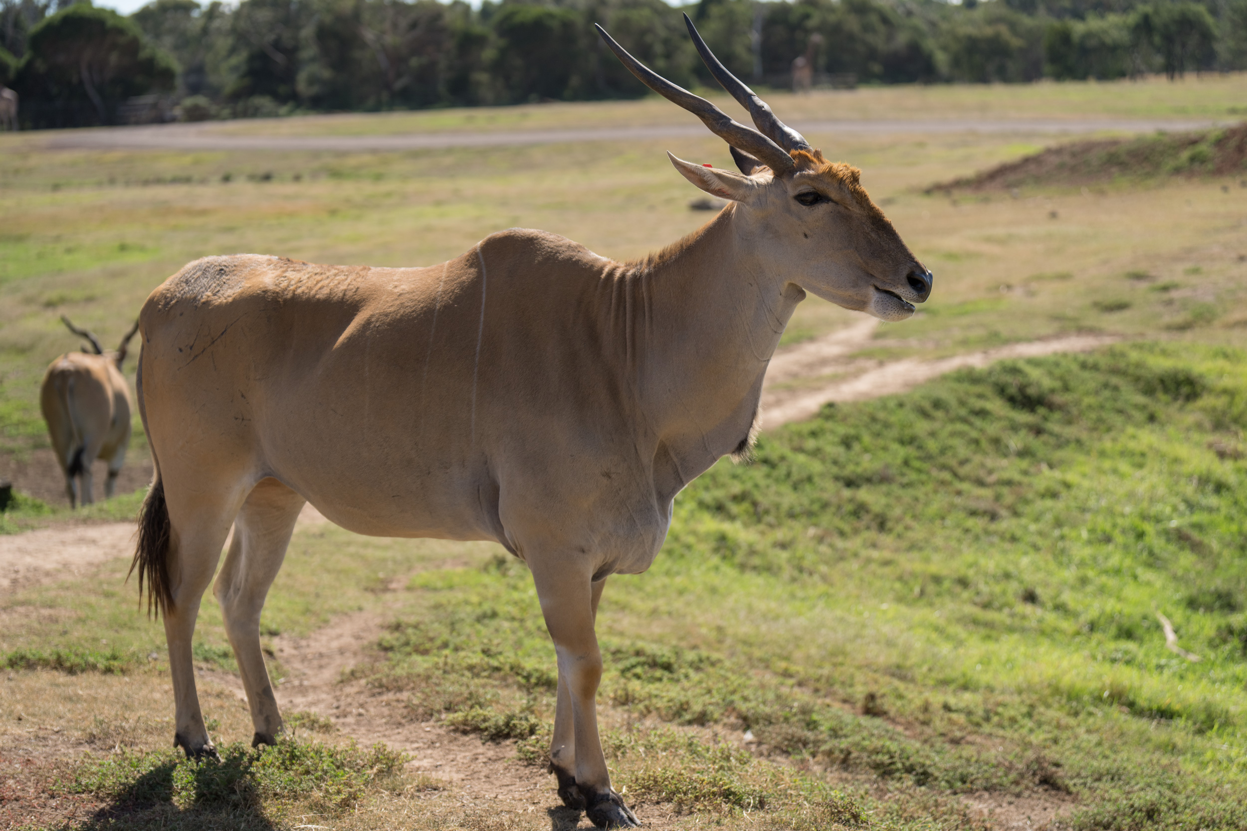 An eland posing