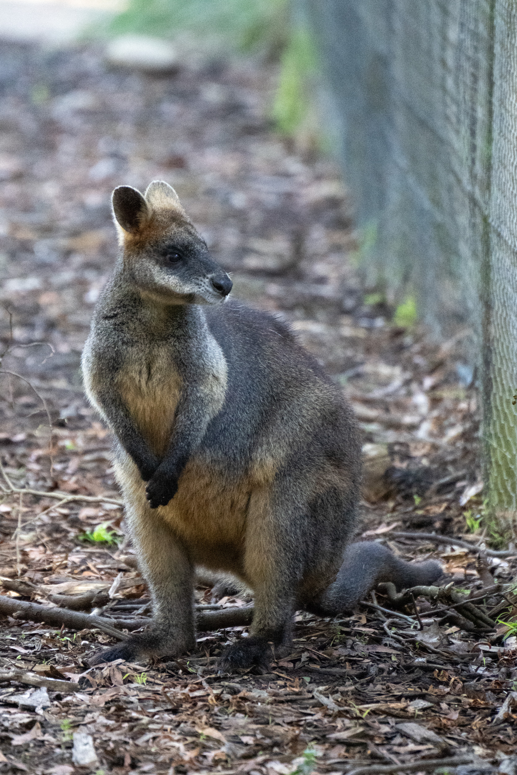 What kind of music does this wallaby like?