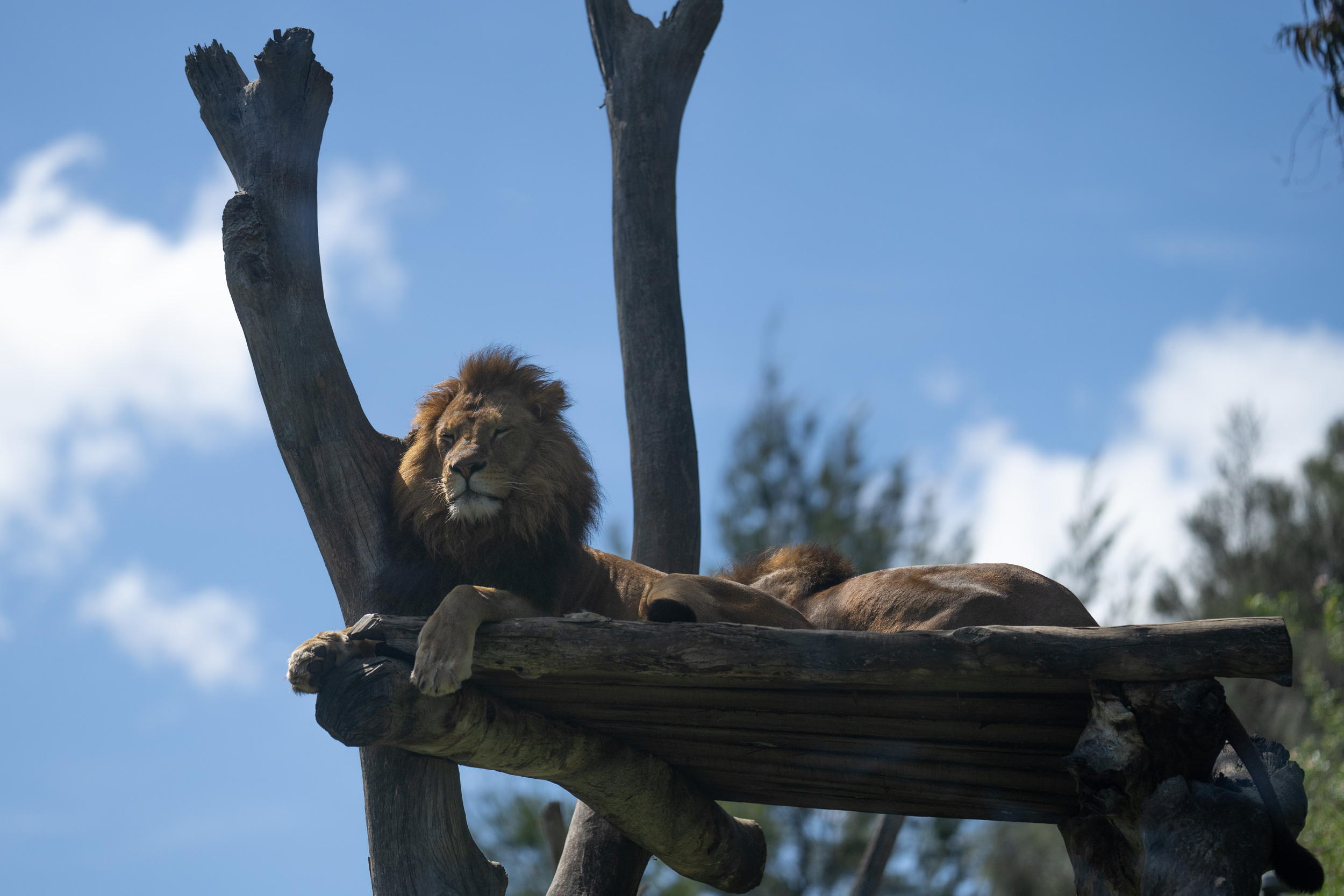 Sunbathing Simba