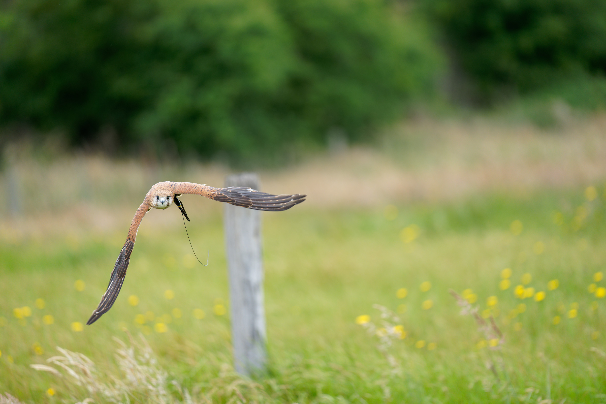 Australian kestrel in flight towards me