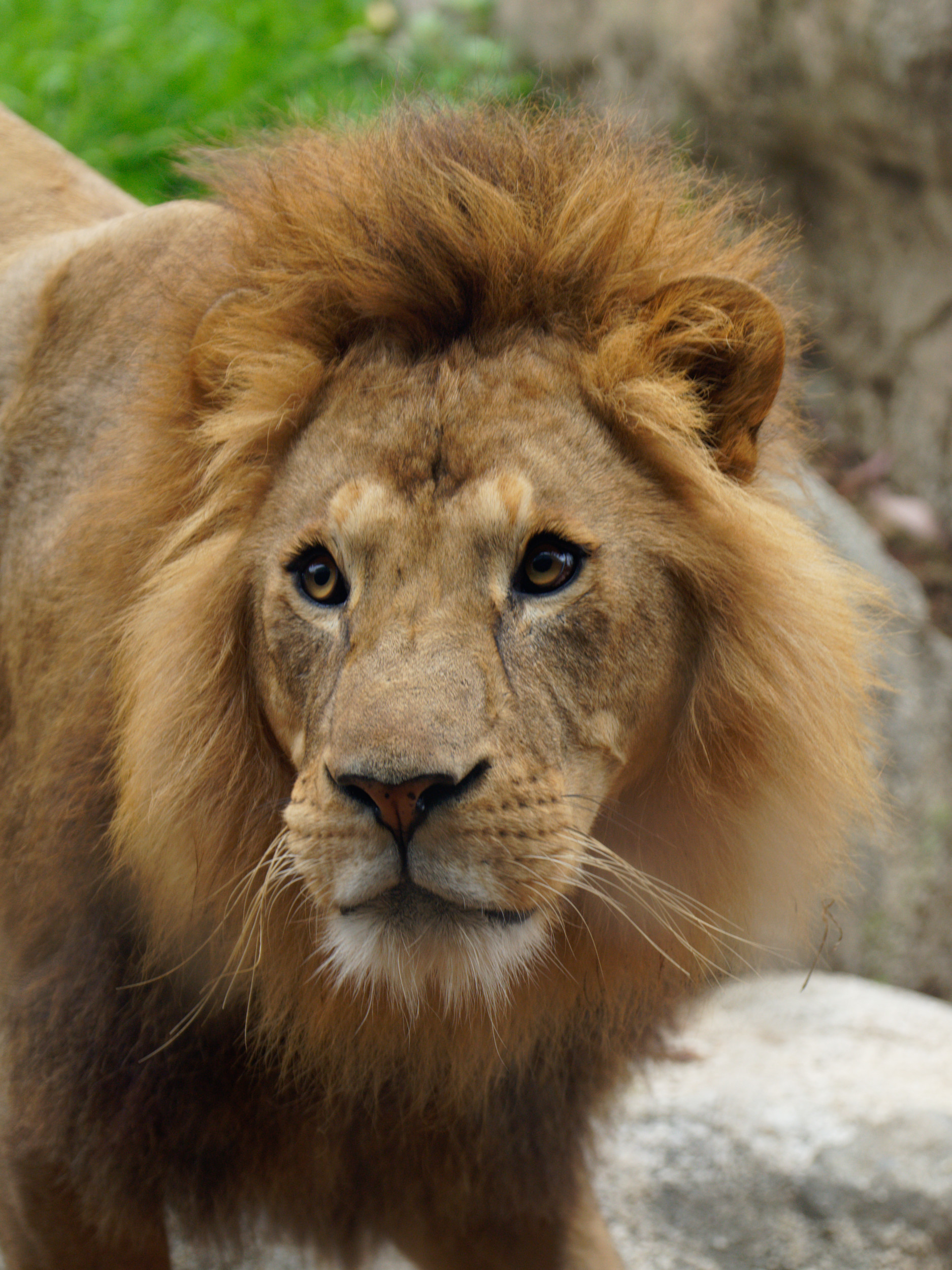 Melbourne Zoo on Christmas Day