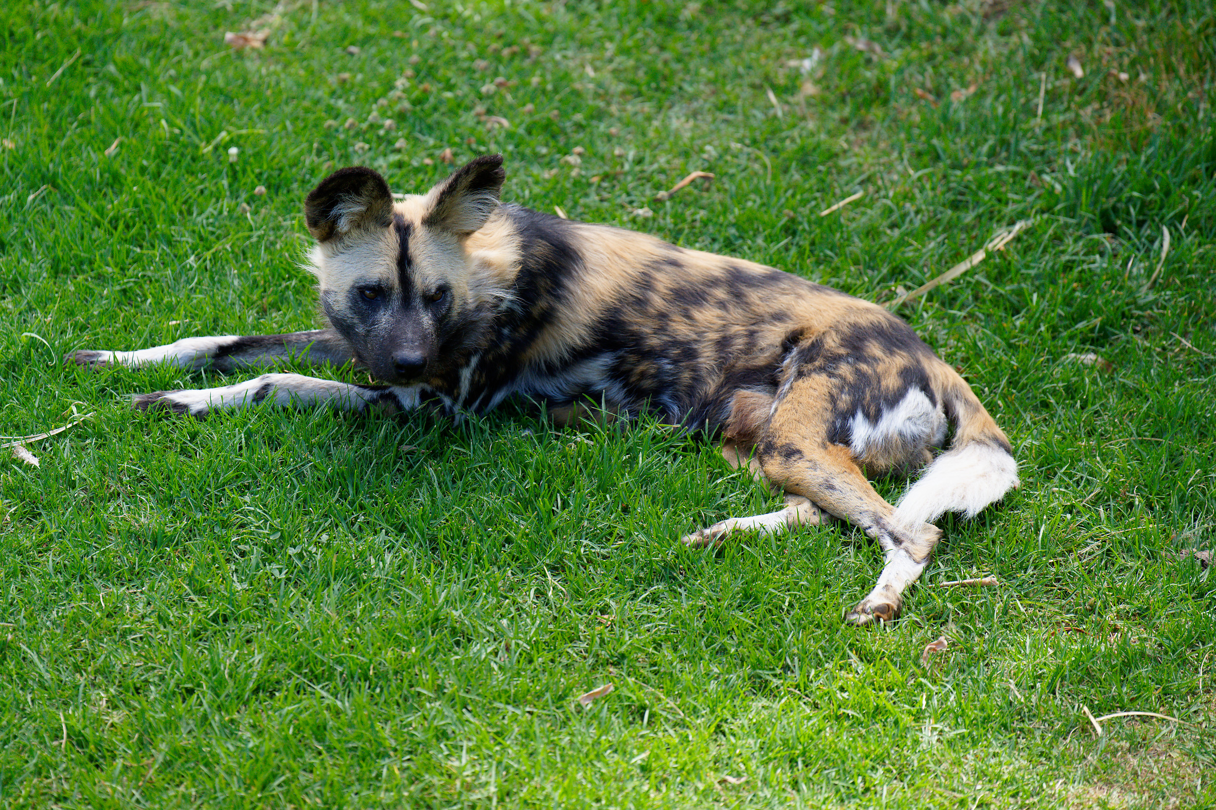 The wild dogs of Werribee