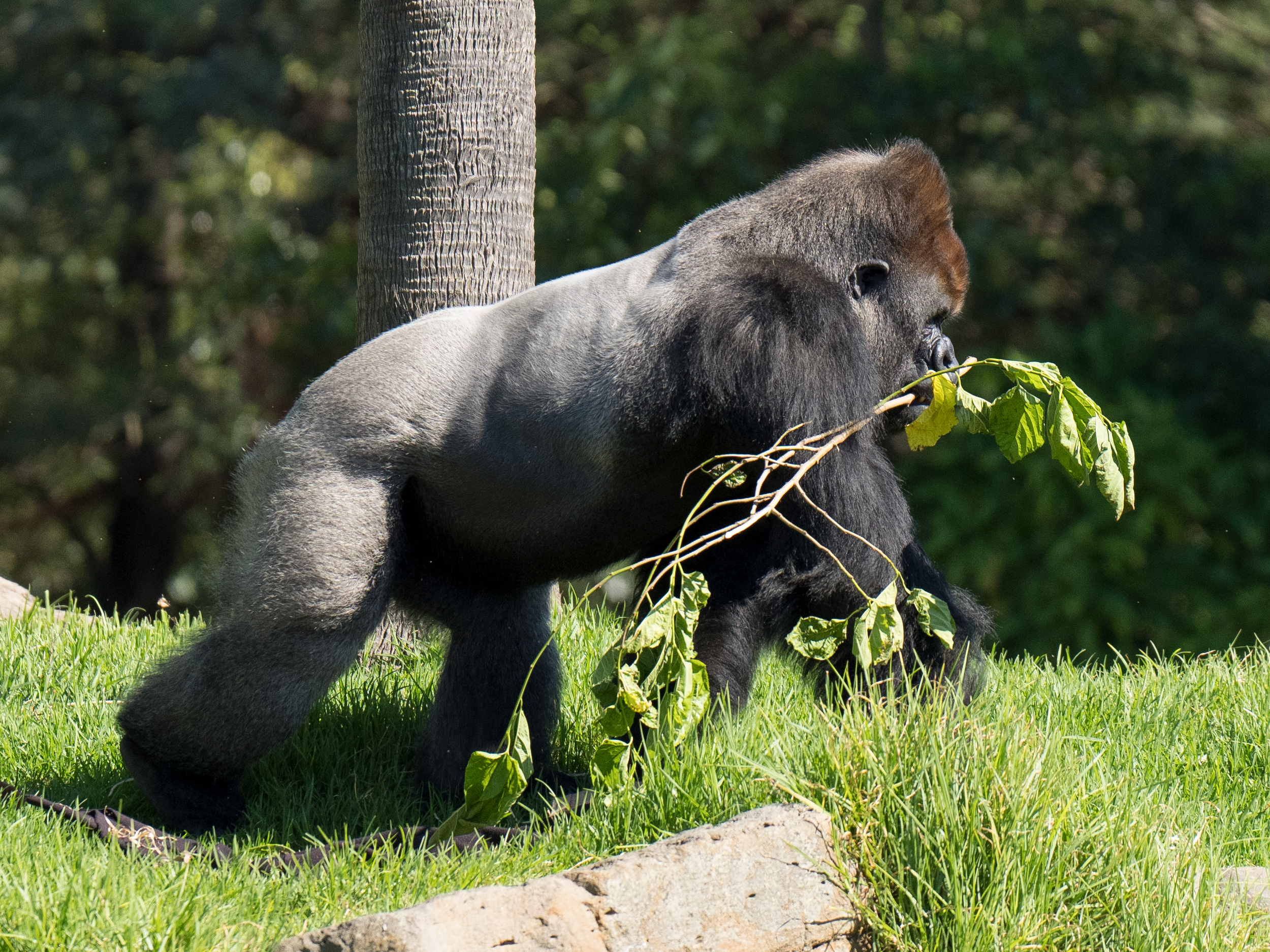 Gorilla's breakfast answering "how sharp is it?"