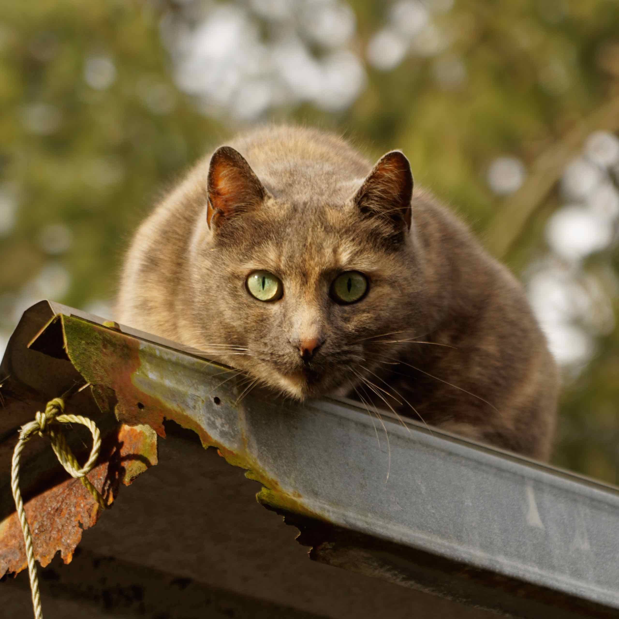 Cat on a cold tin roof