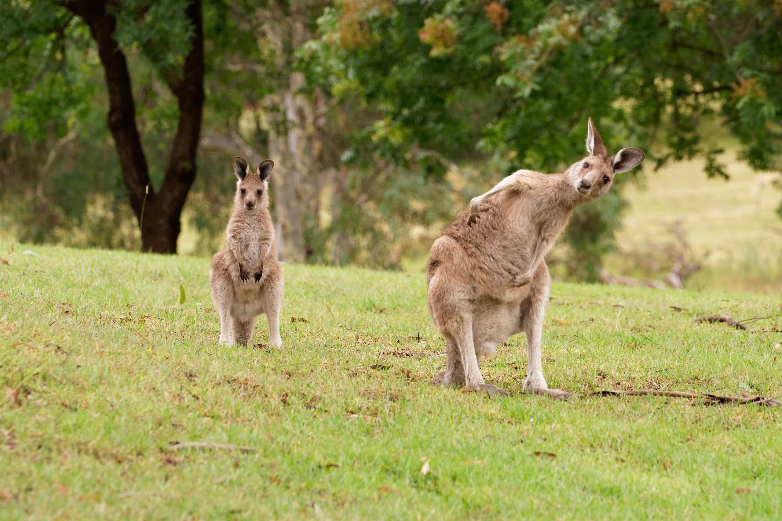 Kangaroo Pilates